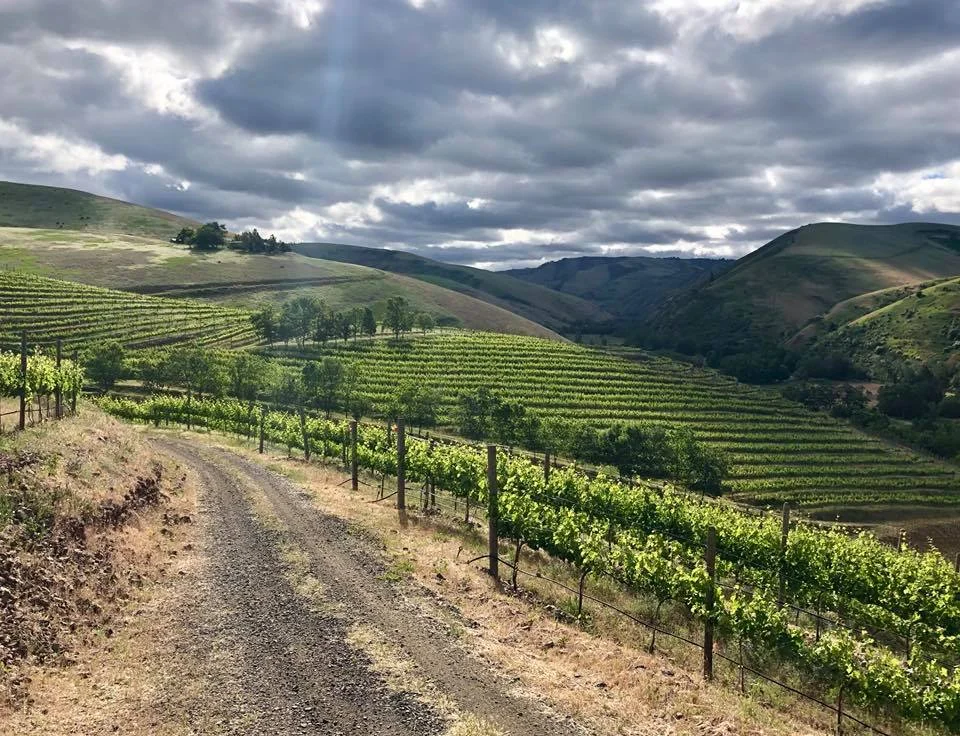 prettyvineyard.jpg