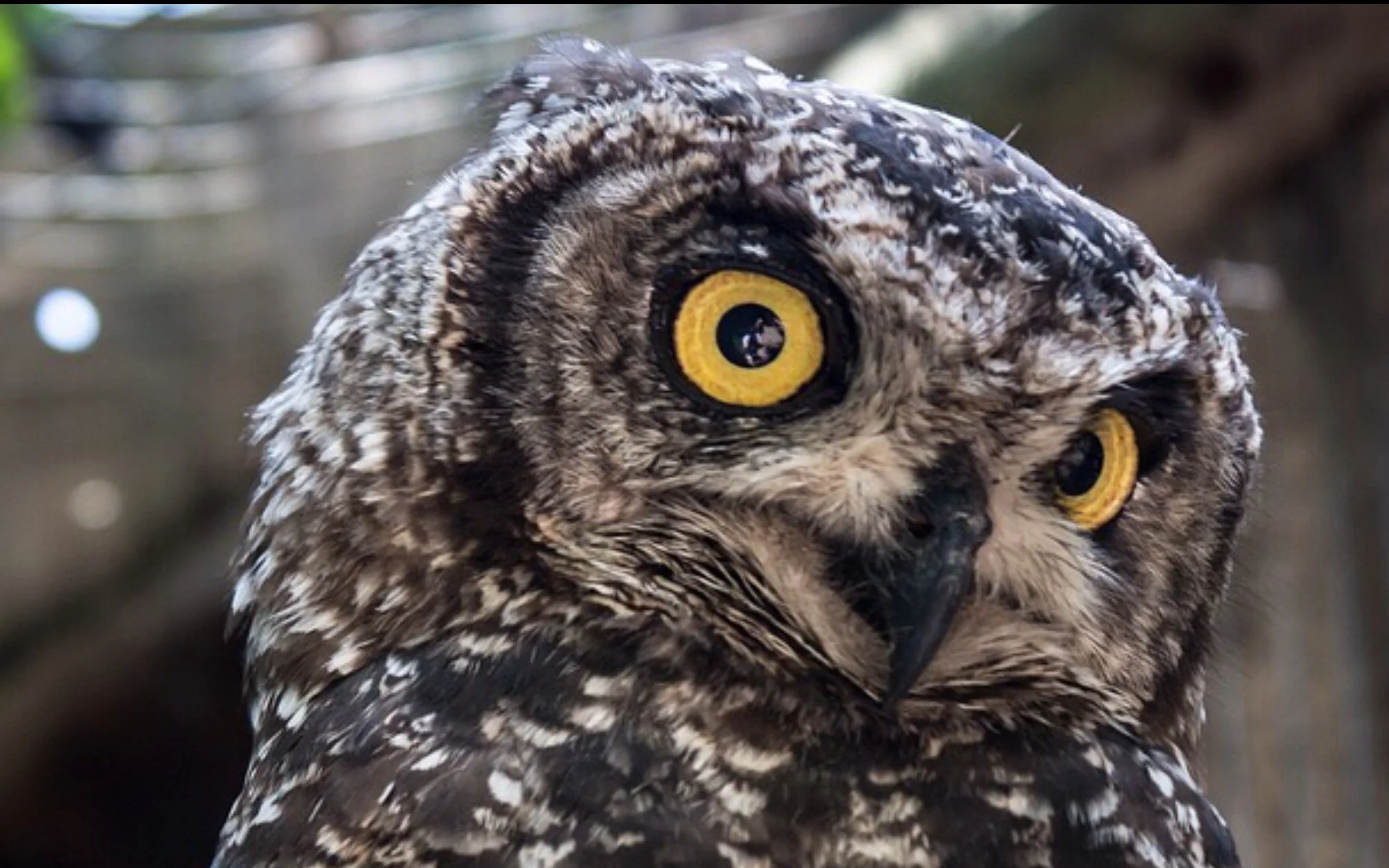 Wise Eyes