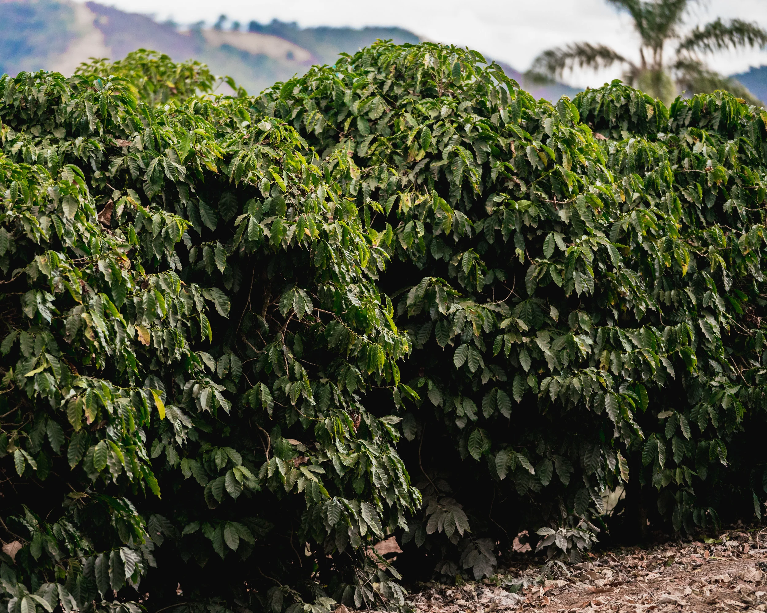 cafeimportsbrazilphotogallery.jpg