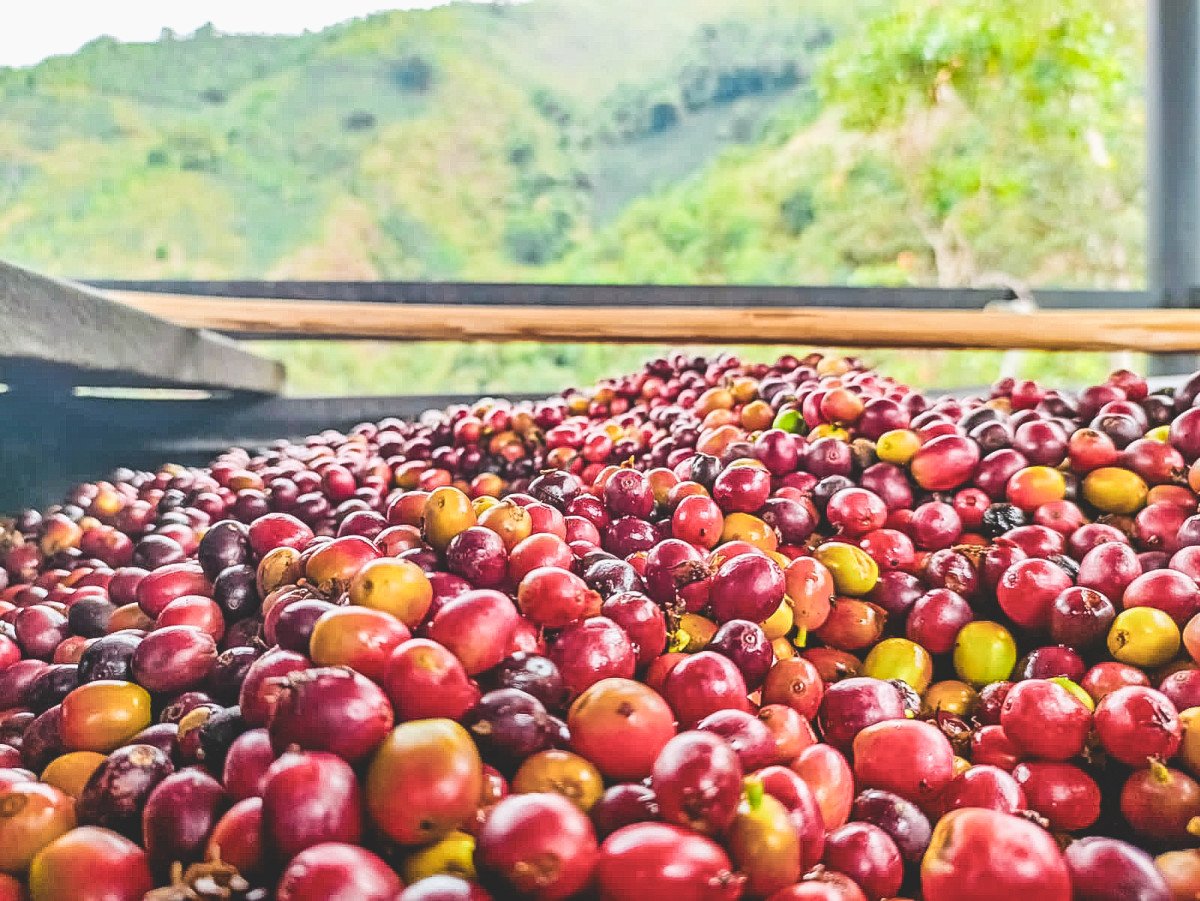 Peach Co-Fermented Coffee: What It Is and Why It Tastes Like That