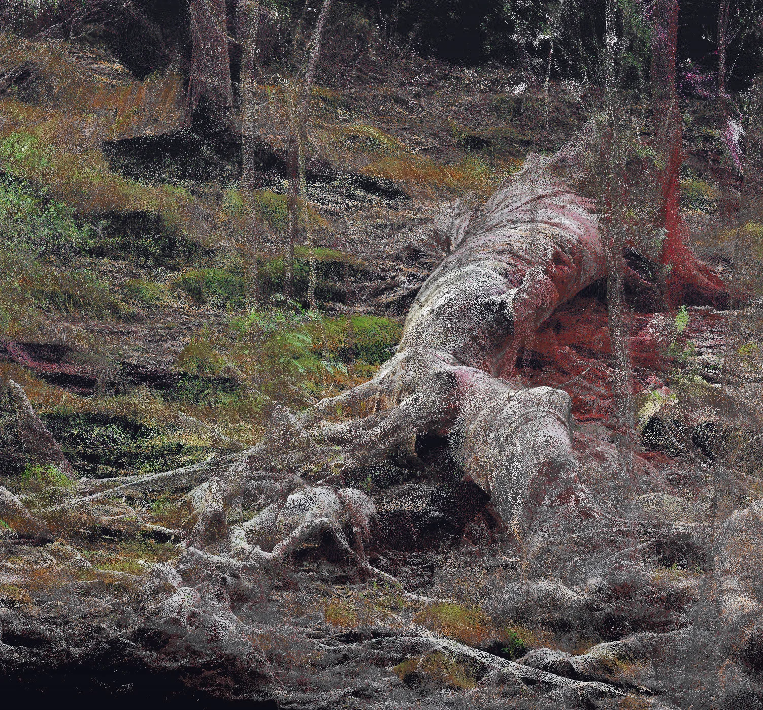 Lidar scan of a dead Eucalyptus tree