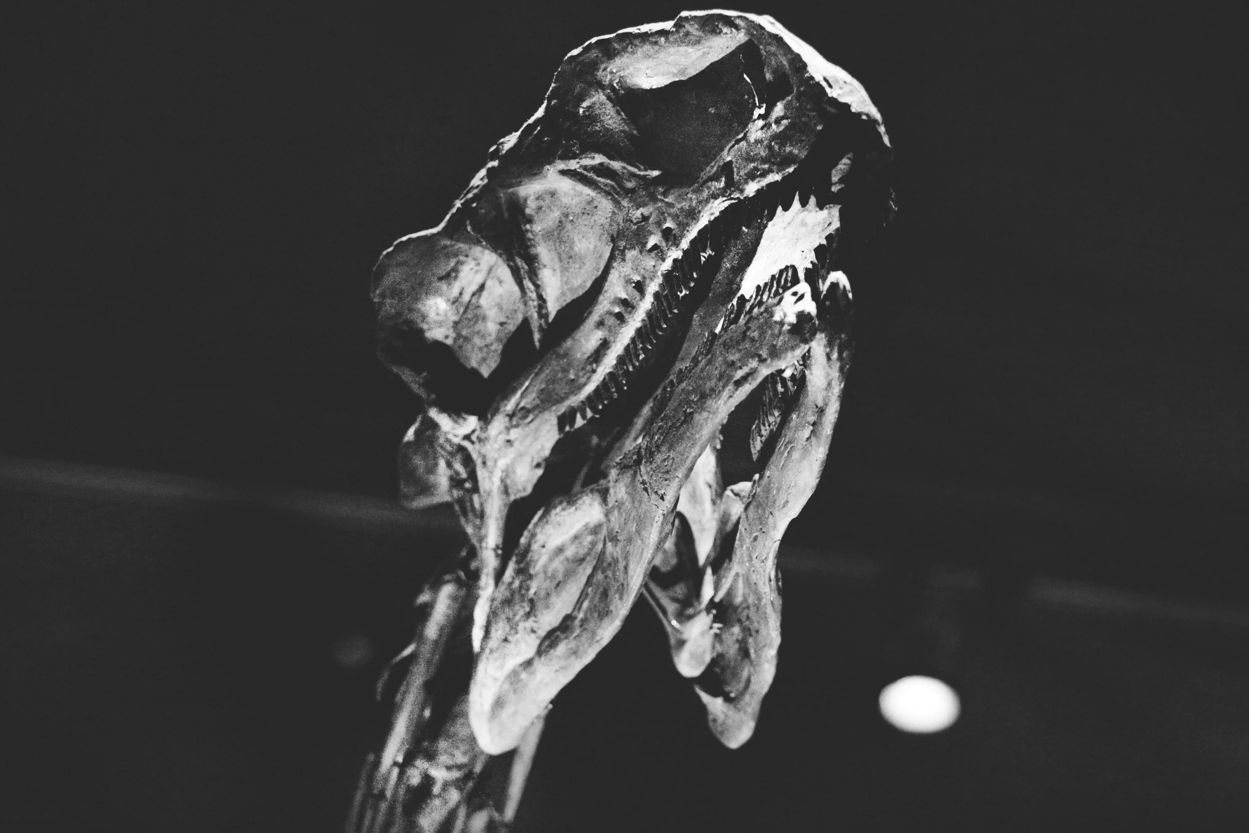 Froot_Laura Andalou_011.JPG