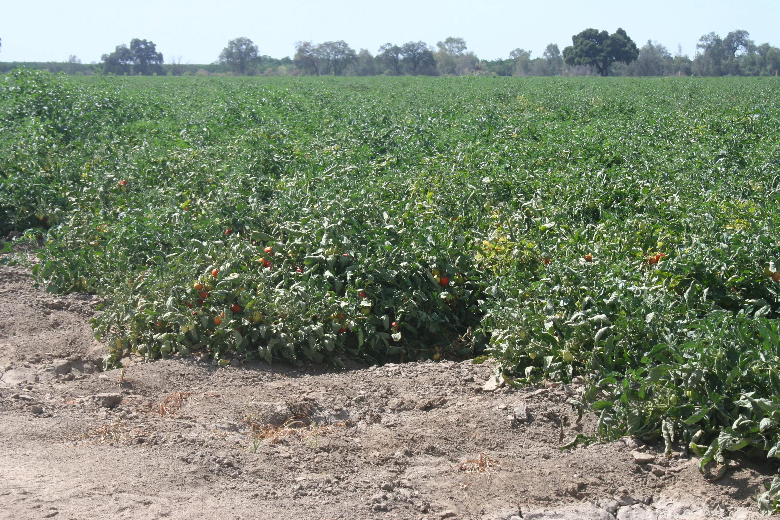 Miscellaneous - 31.JPG