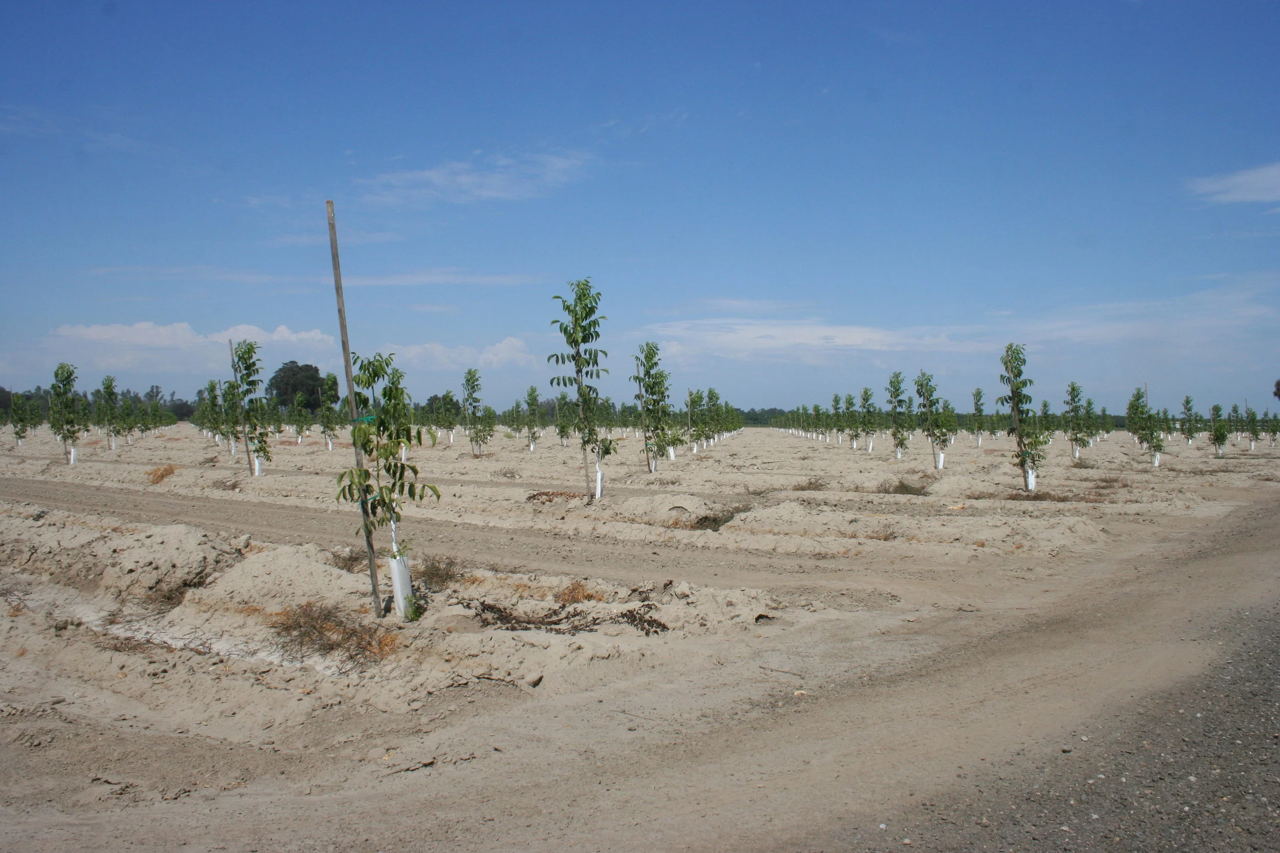 Miscellaneous - 33.JPG