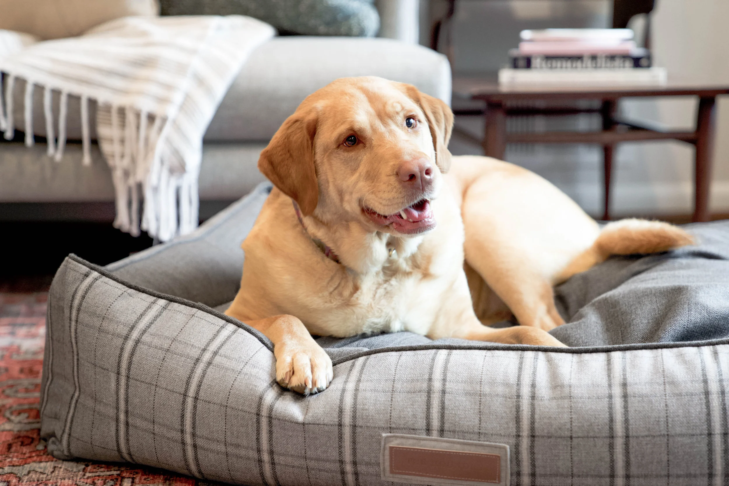 120013-Grey Hound-The Houndry Pet Beds-Rect-4.jpg