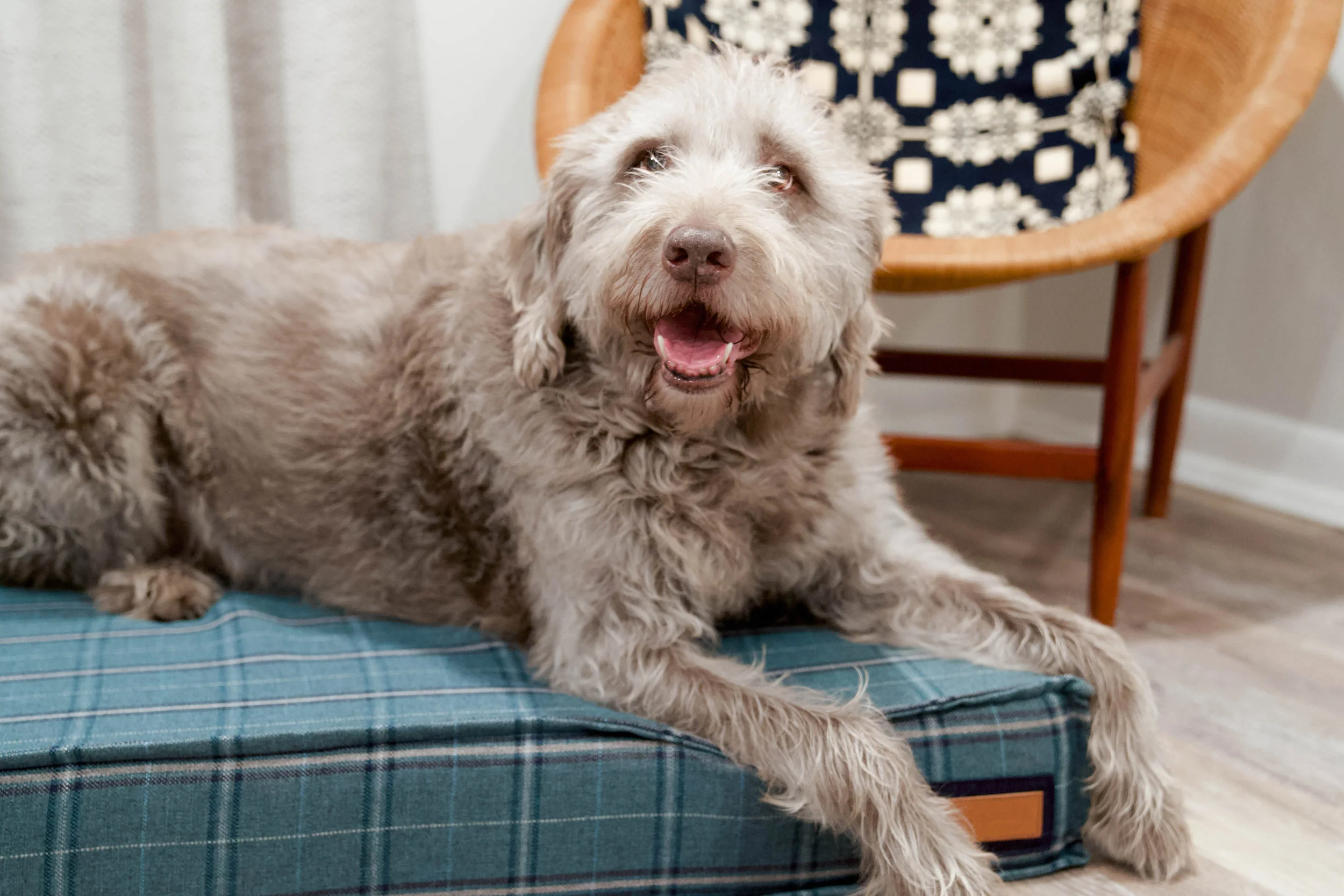 560007-Peacock Pooch-The Houndry Pet Beds-Rect-3.jpg