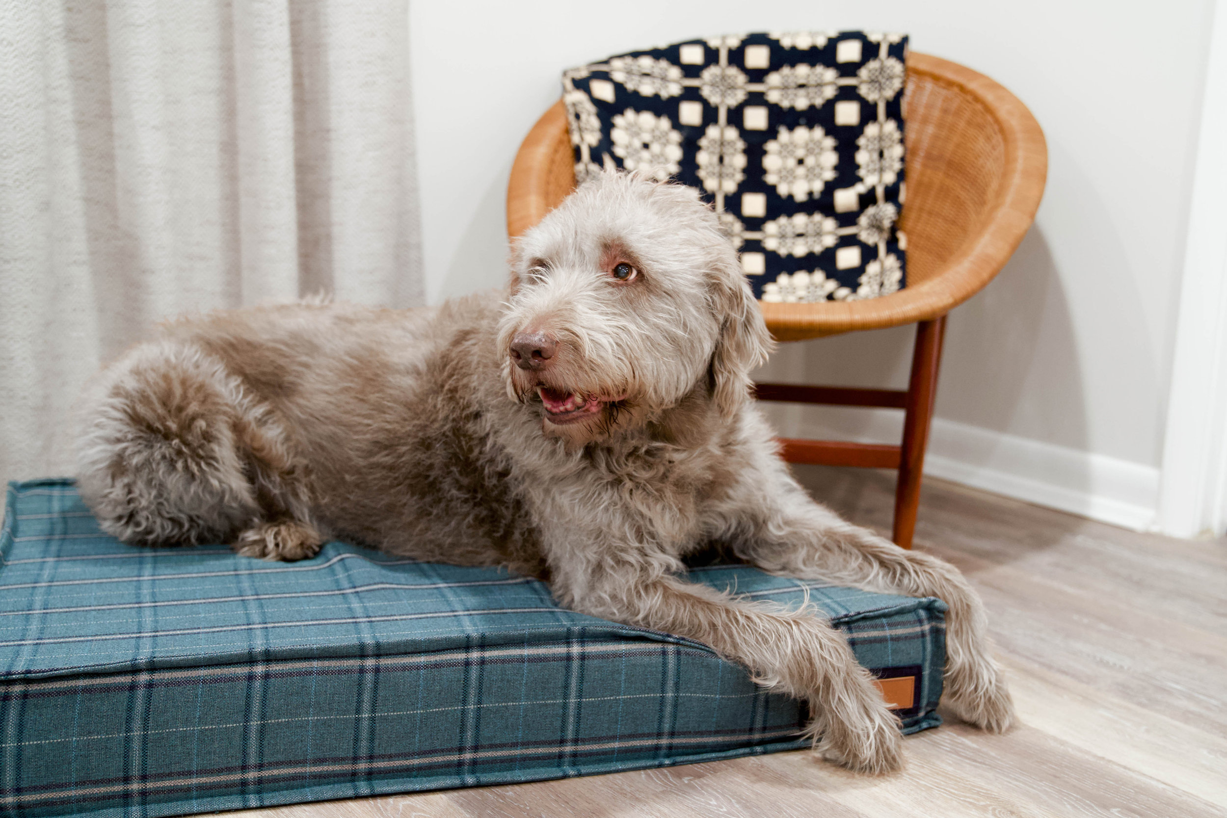 560007-Peacock Pooch-The Houndry Pet Beds-Rect-4.jpg