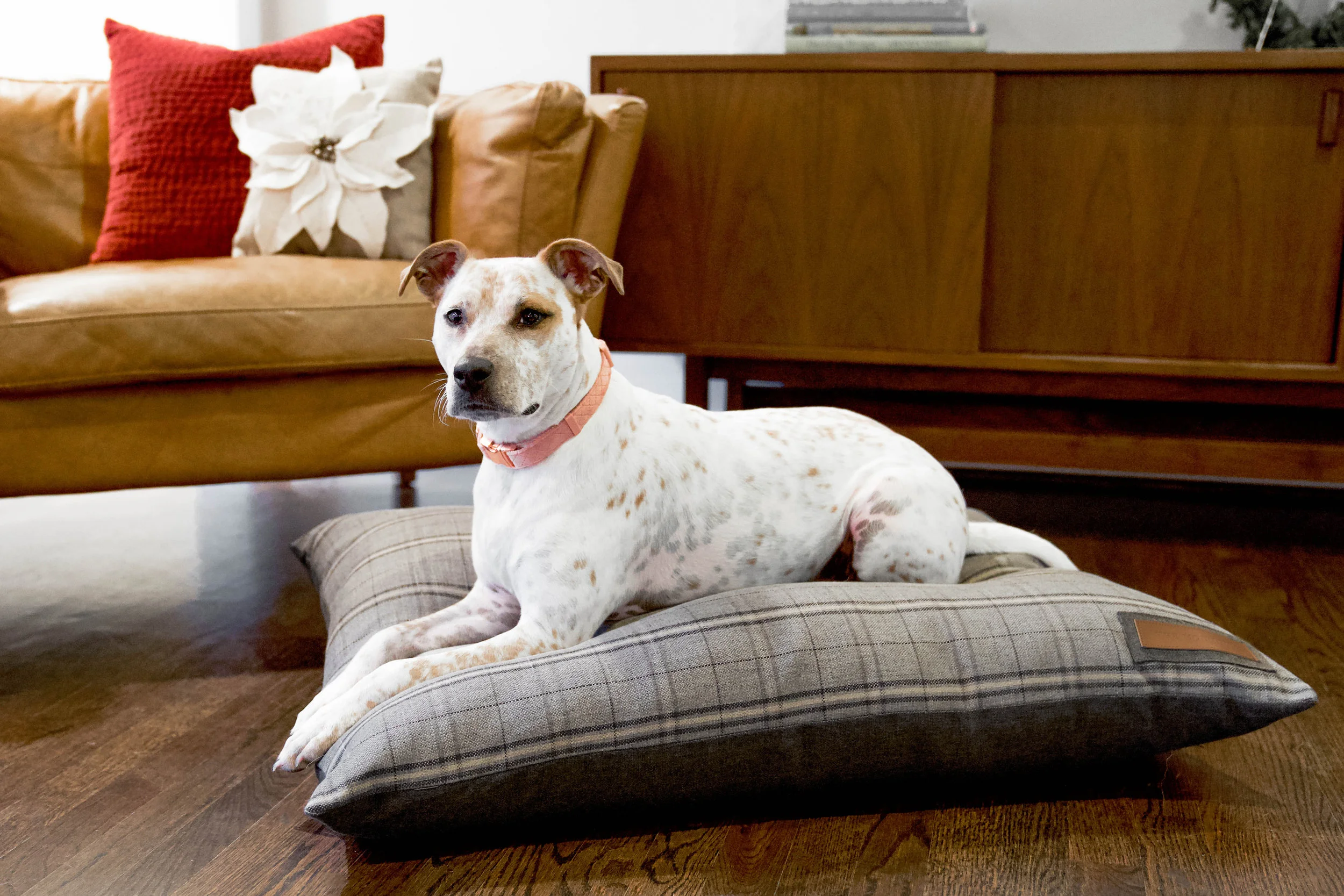 470005-Grey Hound-The Houndry Pet Beds-Rect-3.jpg