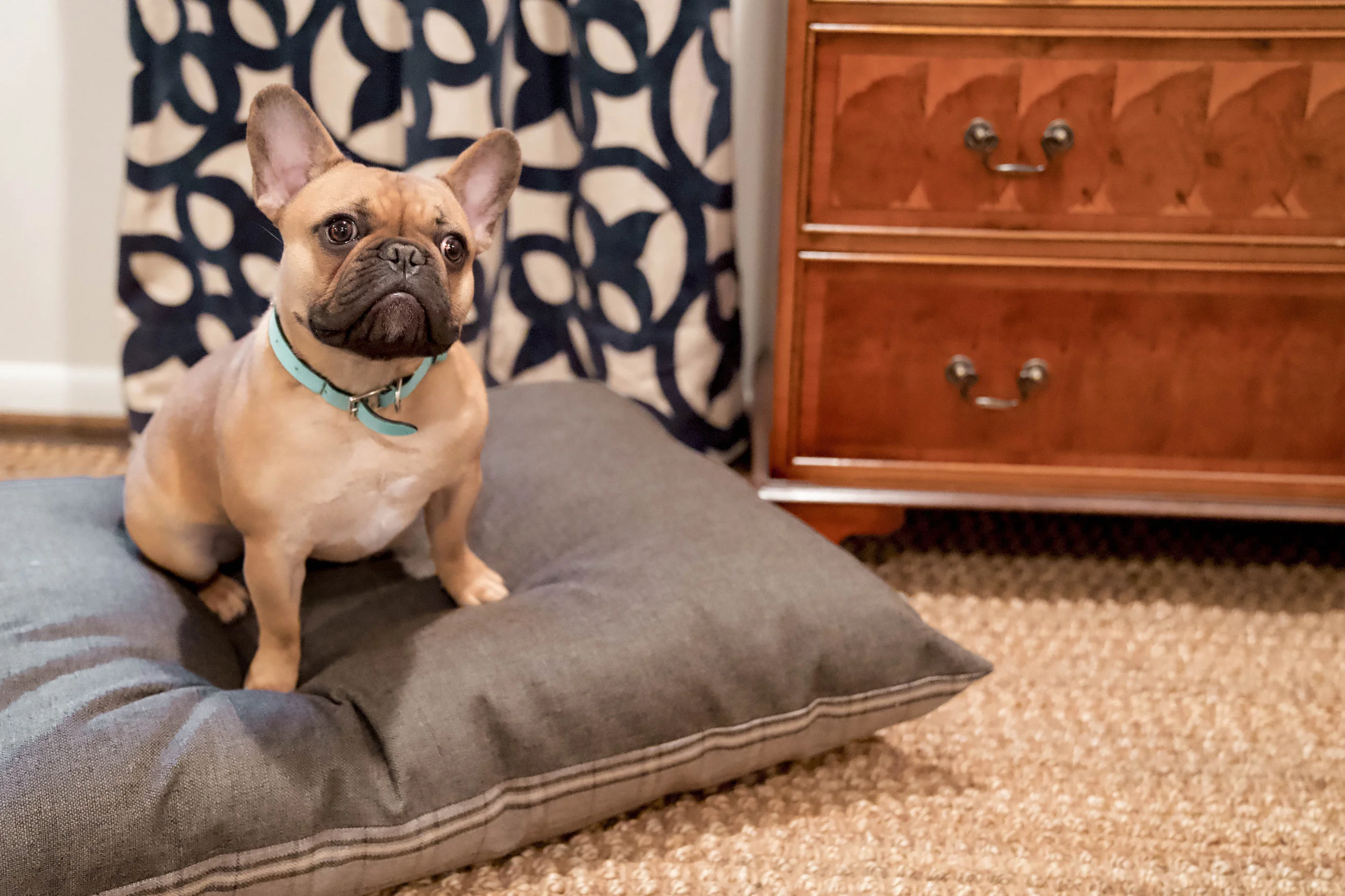 470005-Grey Hound-The Houndry Pet Beds-Rect-5.jpg