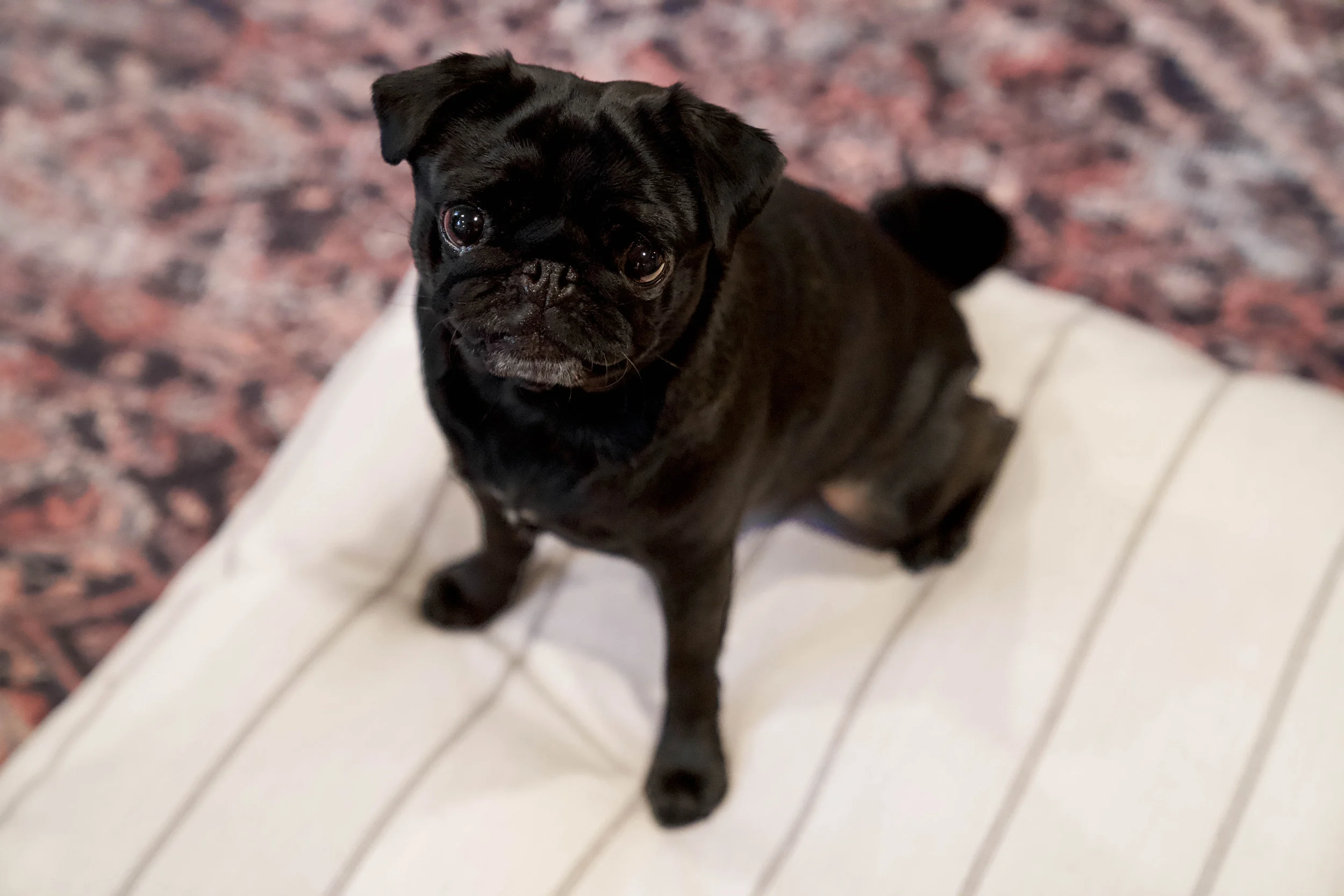 470016-Parchment Pointer-The Houndry Pet Beds-Rect-4.jpg