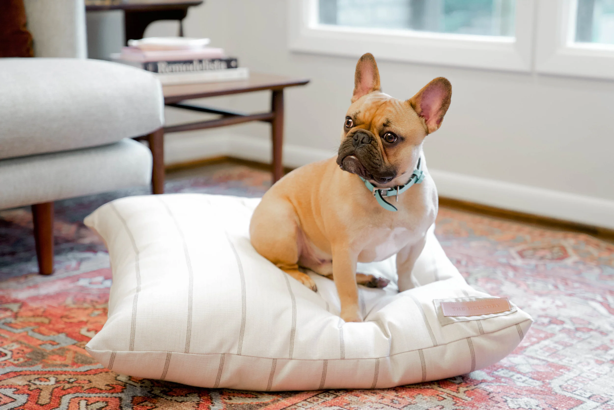 470016-Parchment Pointer-The Houndry Pet Beds-Rect-5.jpg
