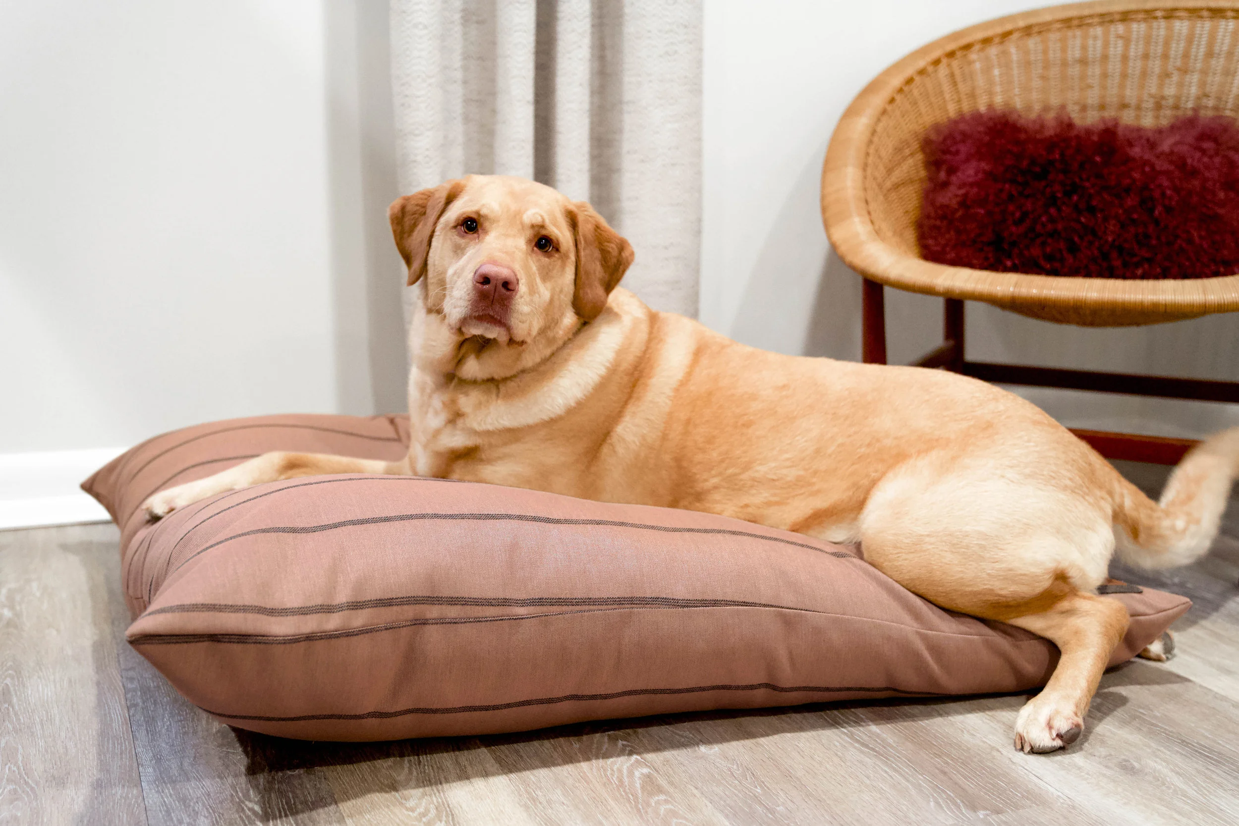 470017-Blushing Basset-The Houndry Pet Beds-Rect-5.jpg