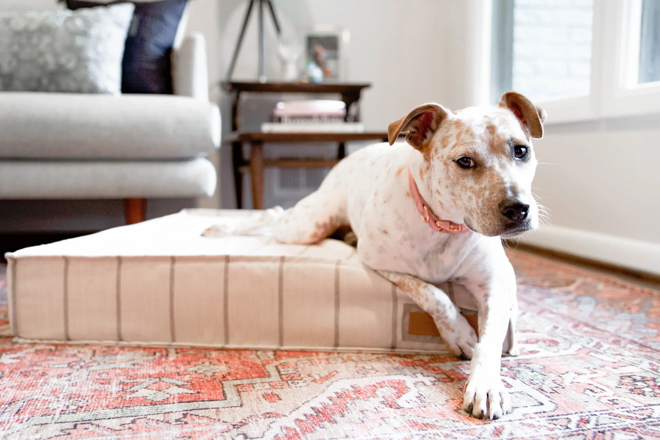 560005-Parchment Pointer-The Houndry Pet Beds-Rect-3.jpg