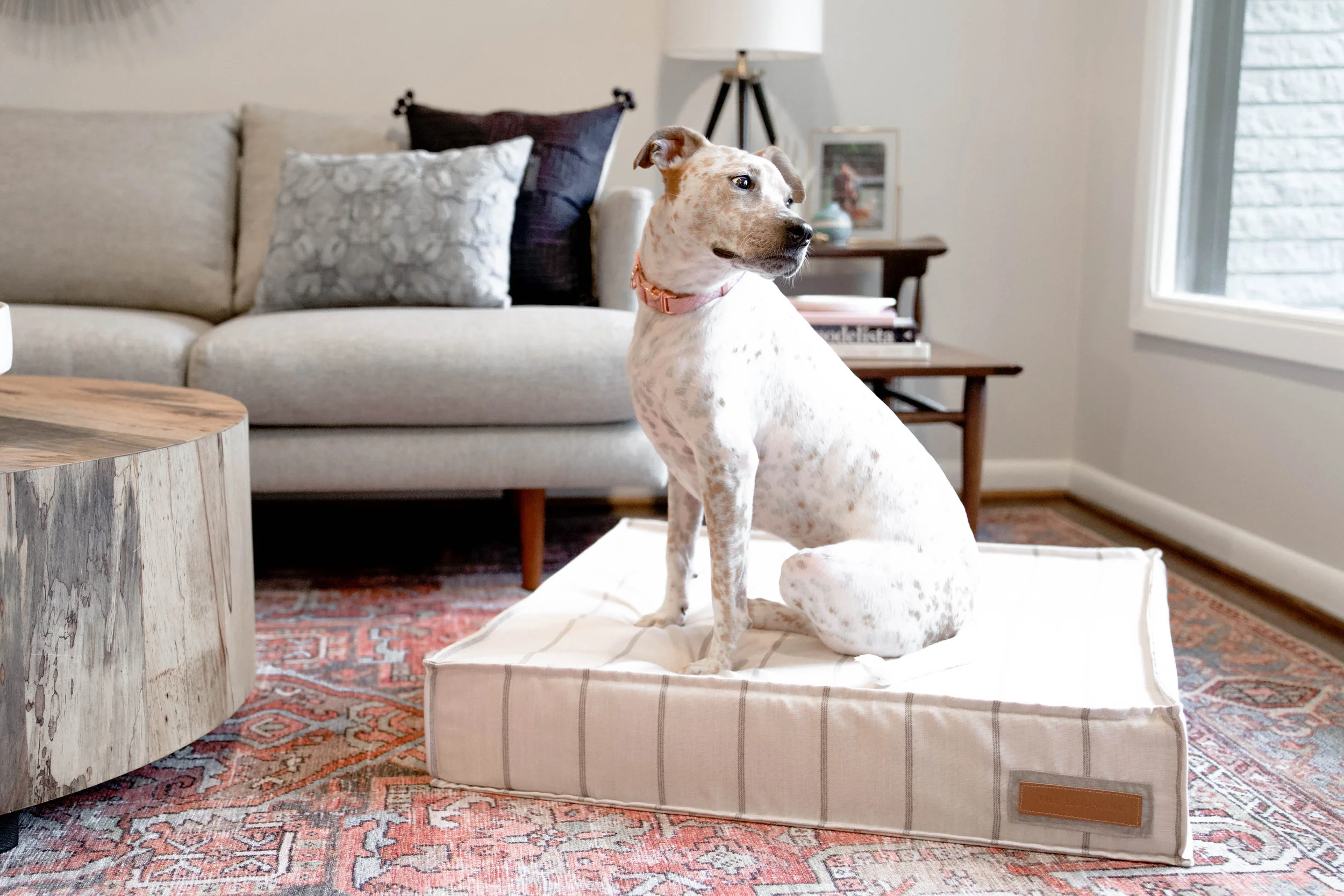 560005-Parchment Pointer-The Houndry Pet Beds-Rect-4.jpg