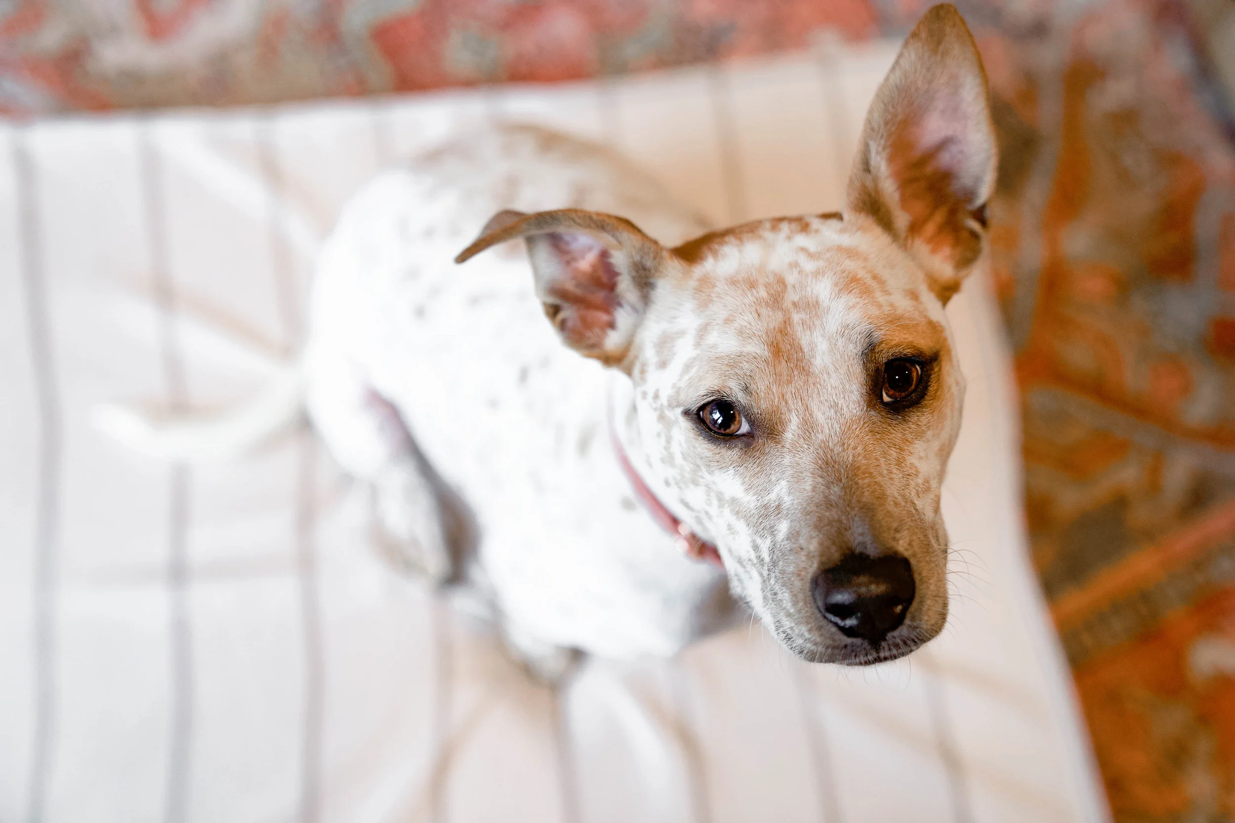 560005-Parchment Pointer-The Houndry Pet Beds-Rect-5.jpg