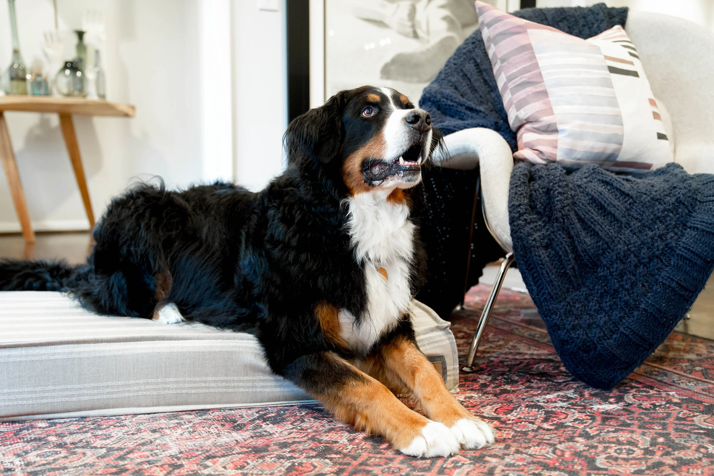 560004-Leased Linen-The Houndry Pet Beds-Rect-3.jpg