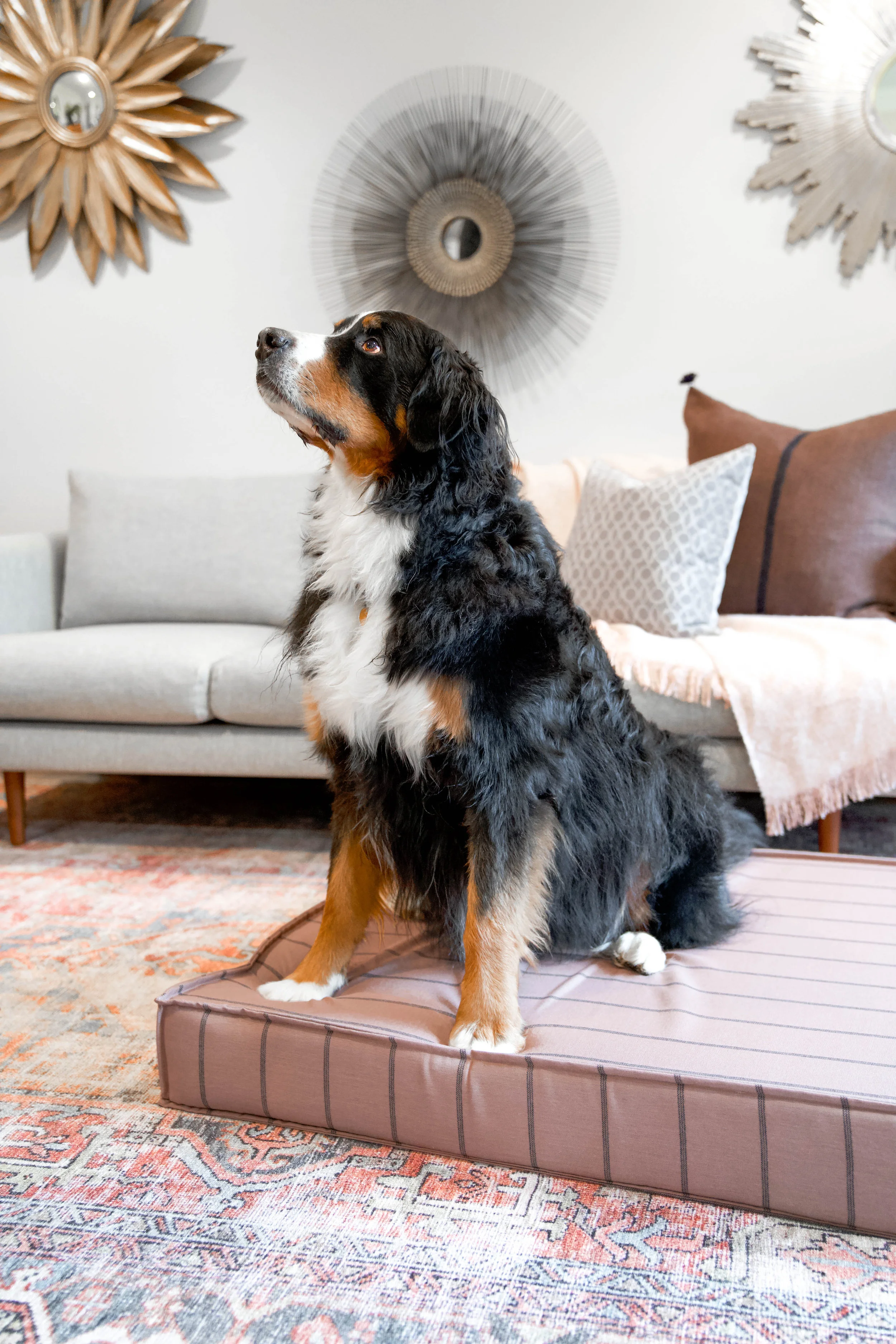 560006-Blushing Basset-The Houndry Pet Beds-Rect-4.jpg