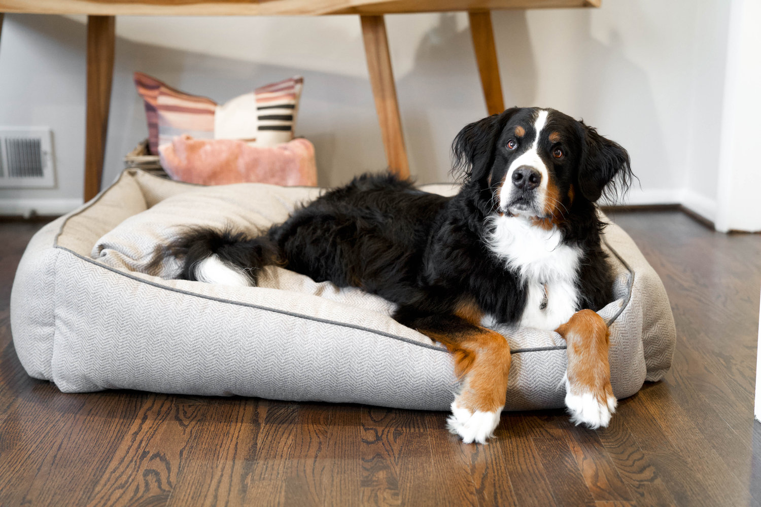 Large Dog Beds to Small Dog Beds: Choosing the Perfect Size Dog