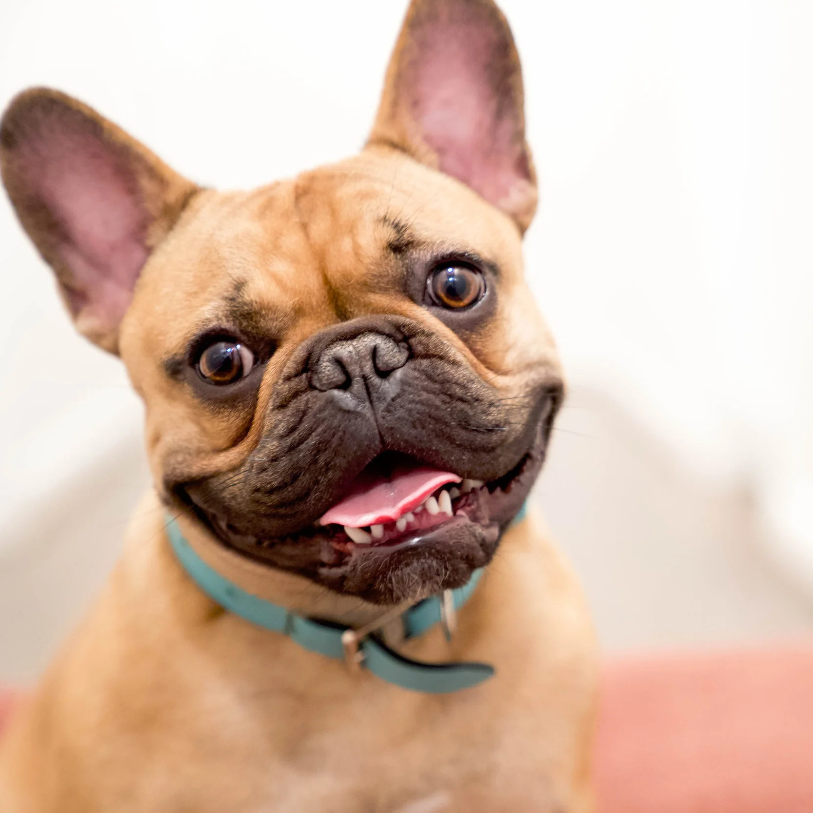 The+Houndry+Pet+Beds-221.jpg