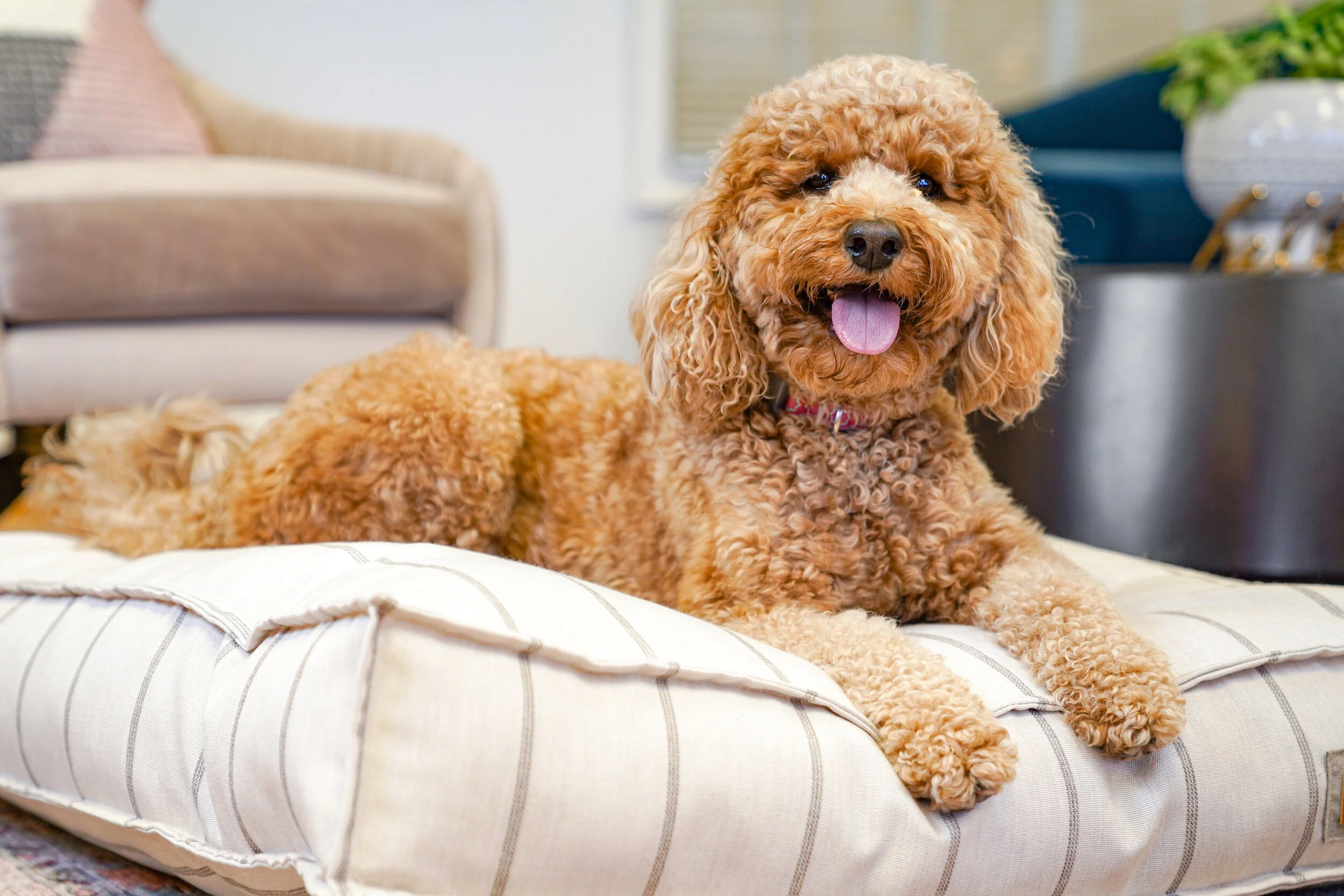 560005-Parchment Pointer-The Houndry Pet Beds-2.jpg