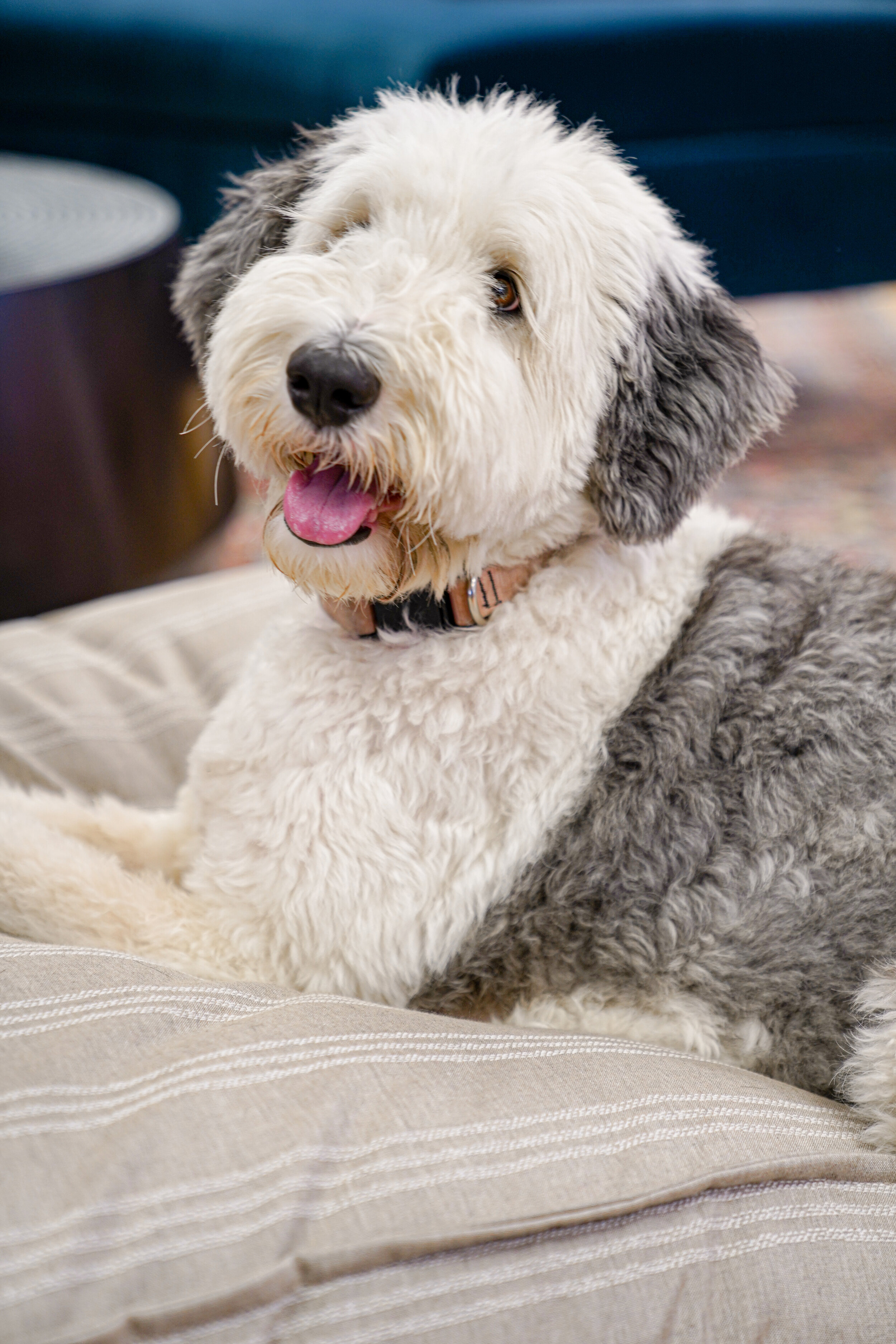 560004-Leased Linen-The Houndry Pet Beds-3.jpg