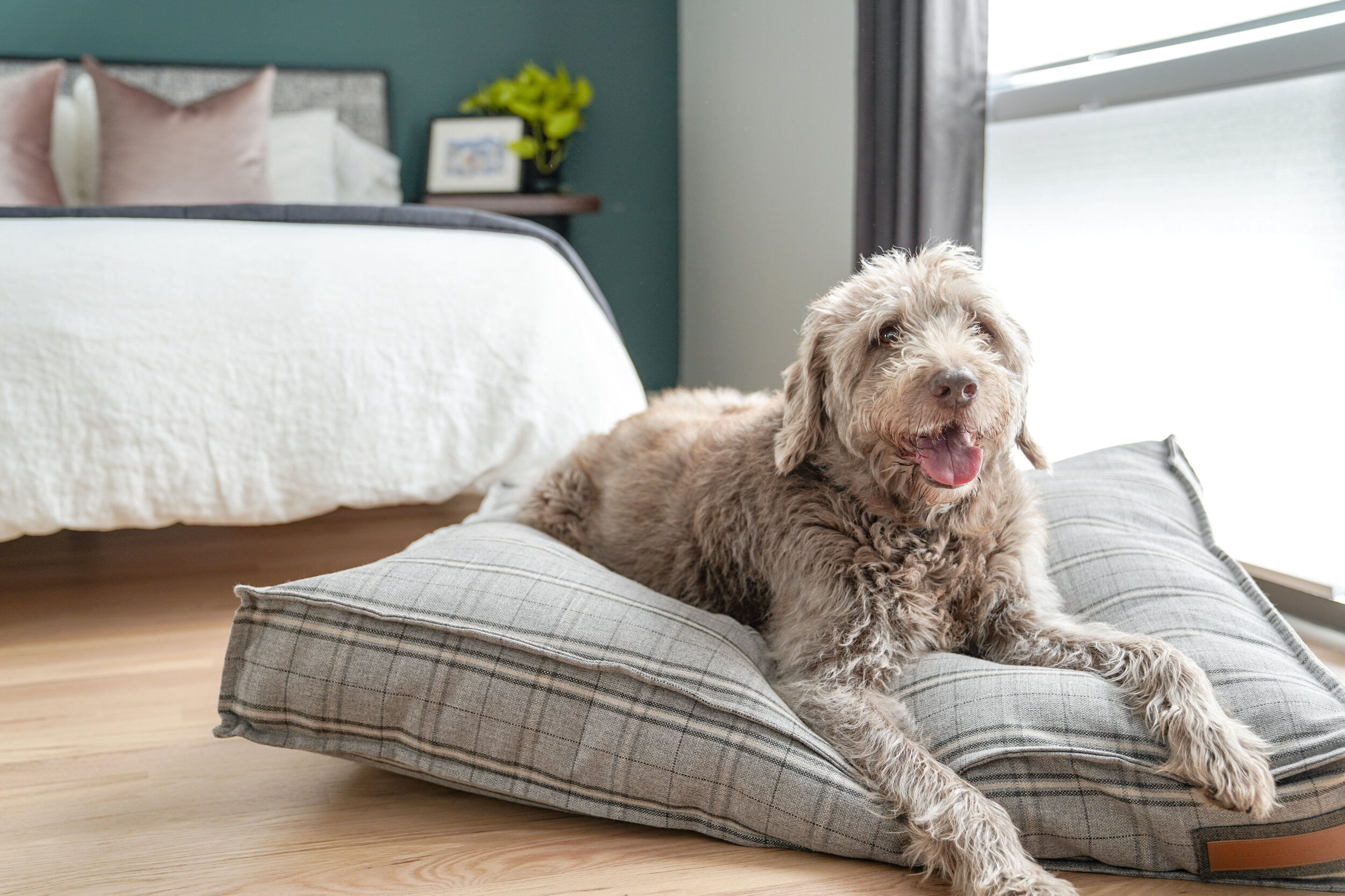 560008-Grey Hound-The Houndry Pet Beds-1.jpg