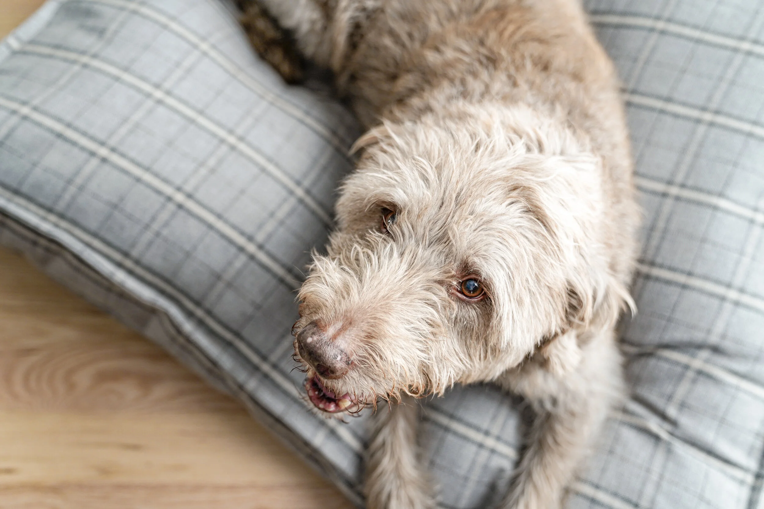 560008-Grey Hound-The Houndry Pet Beds-2.jpg