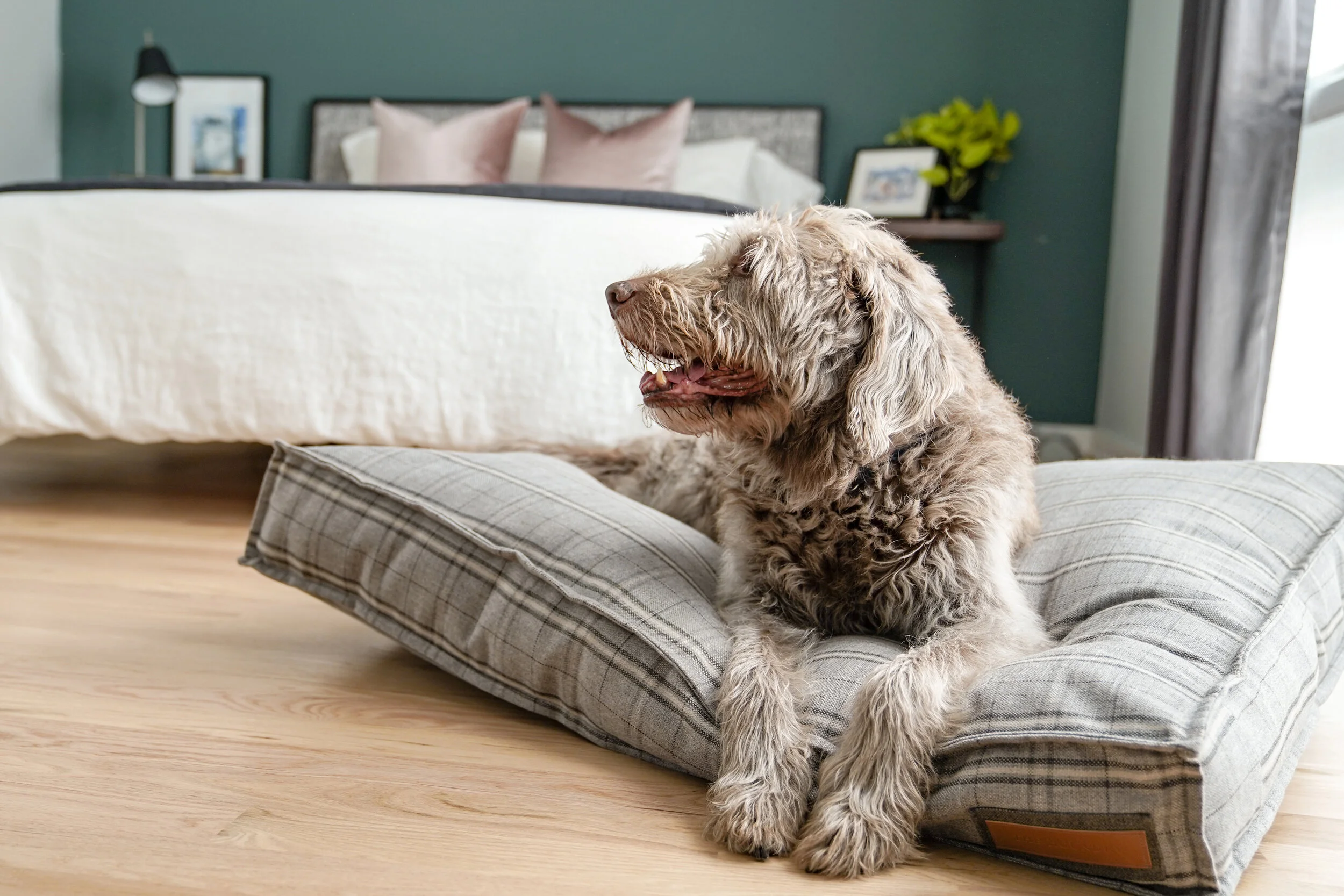 560008-Grey Hound-The Houndry Pet Beds-3.jpg