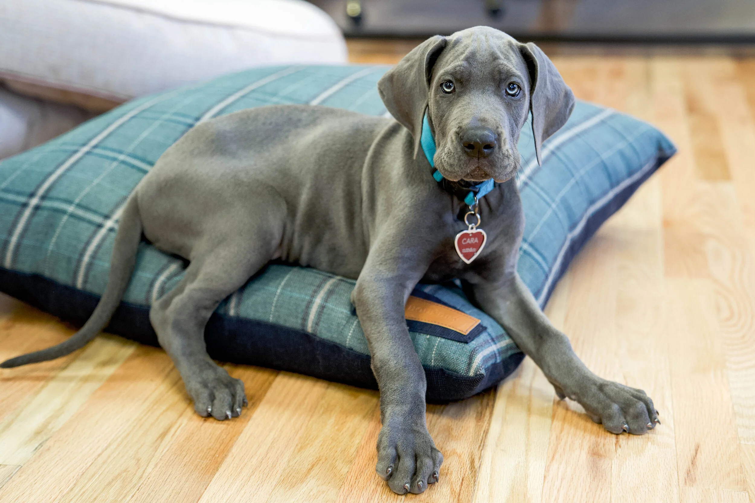 470004-Peacock Pooch-The Houndry Pet Beds-1.jpg