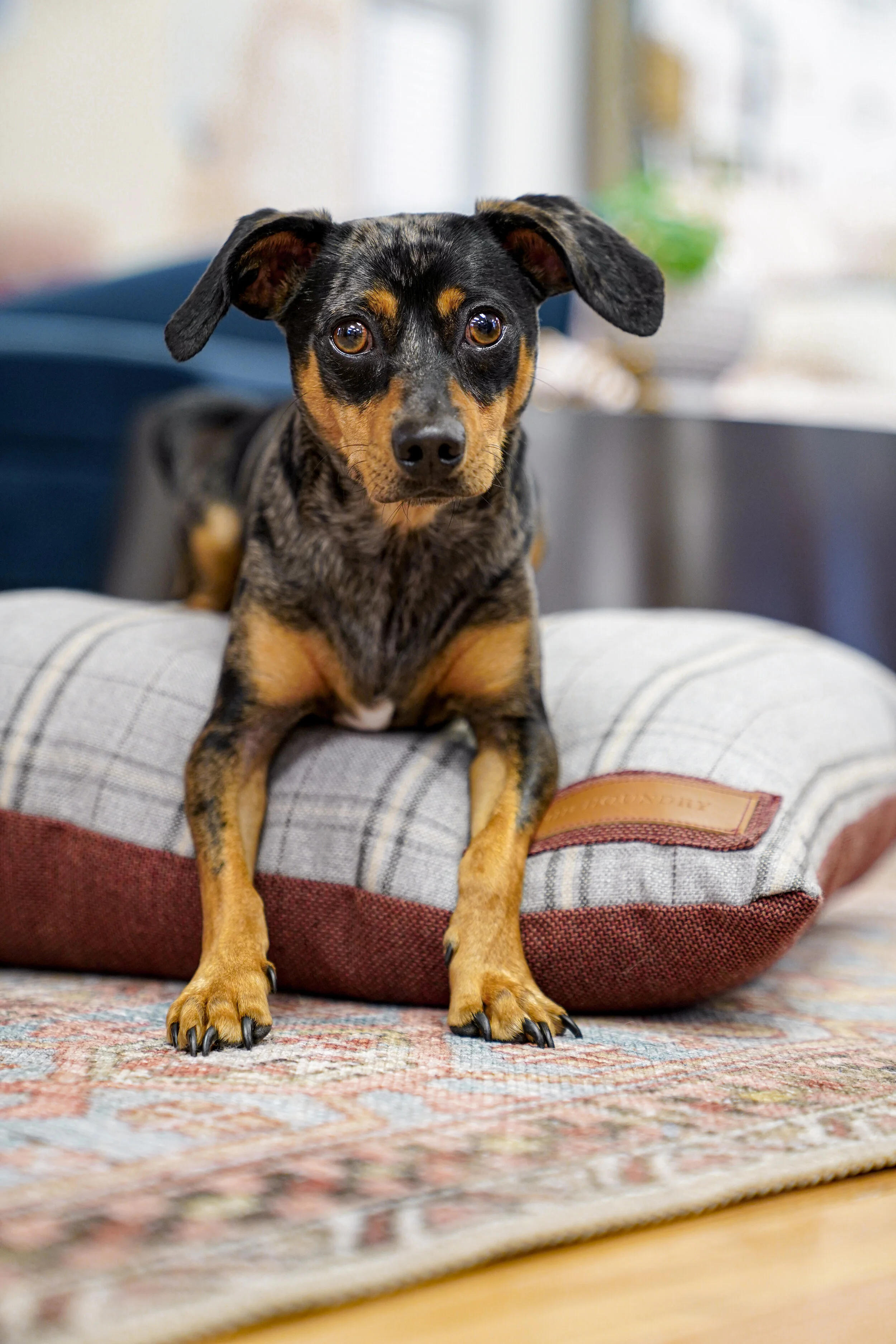 470006-Russet Rover-The Houndry Pet Beds-2.jpg