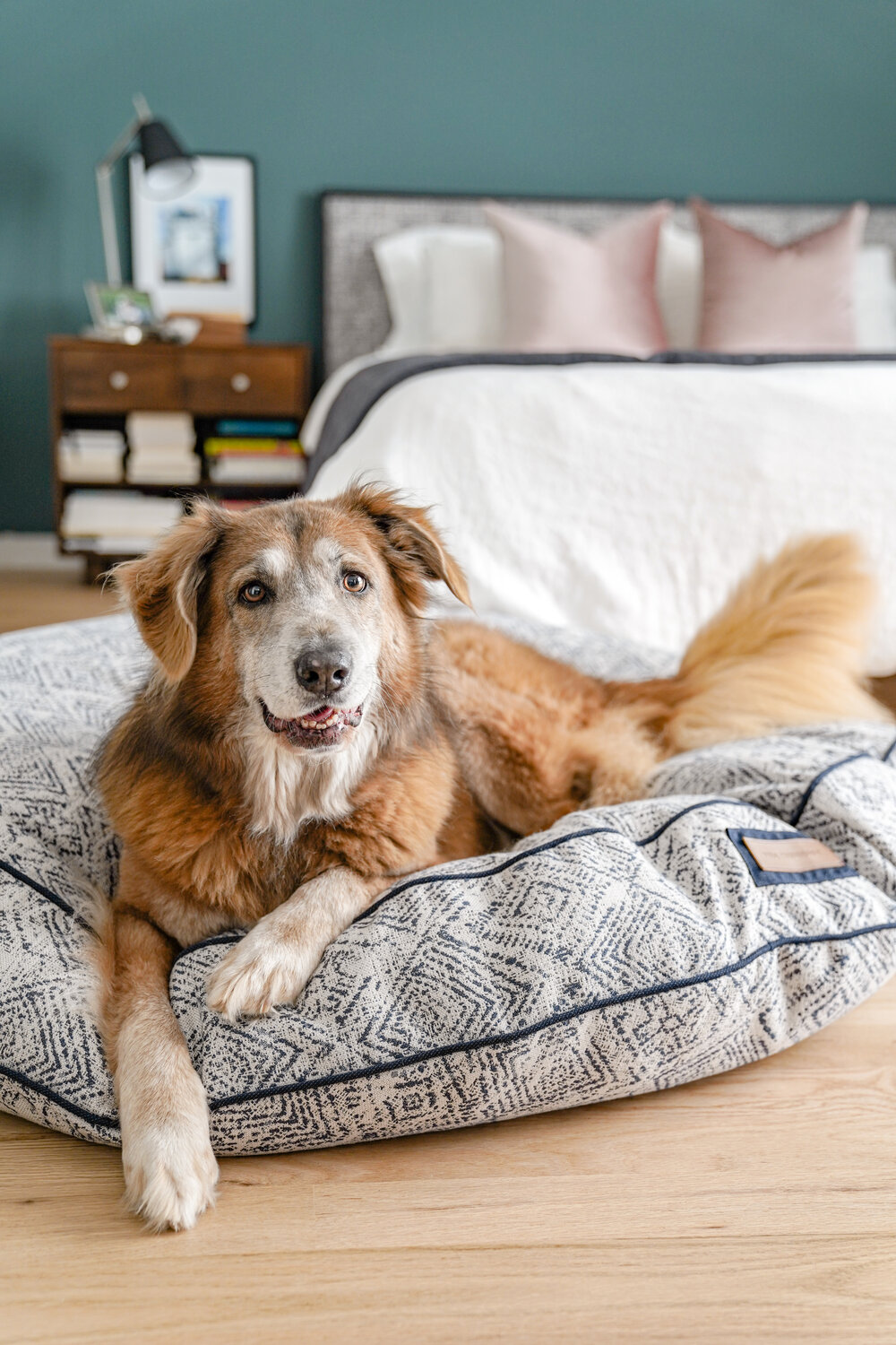 Cream and Gray Luxury Dog Bed Cream Royal Dog Bed Designer Pet 