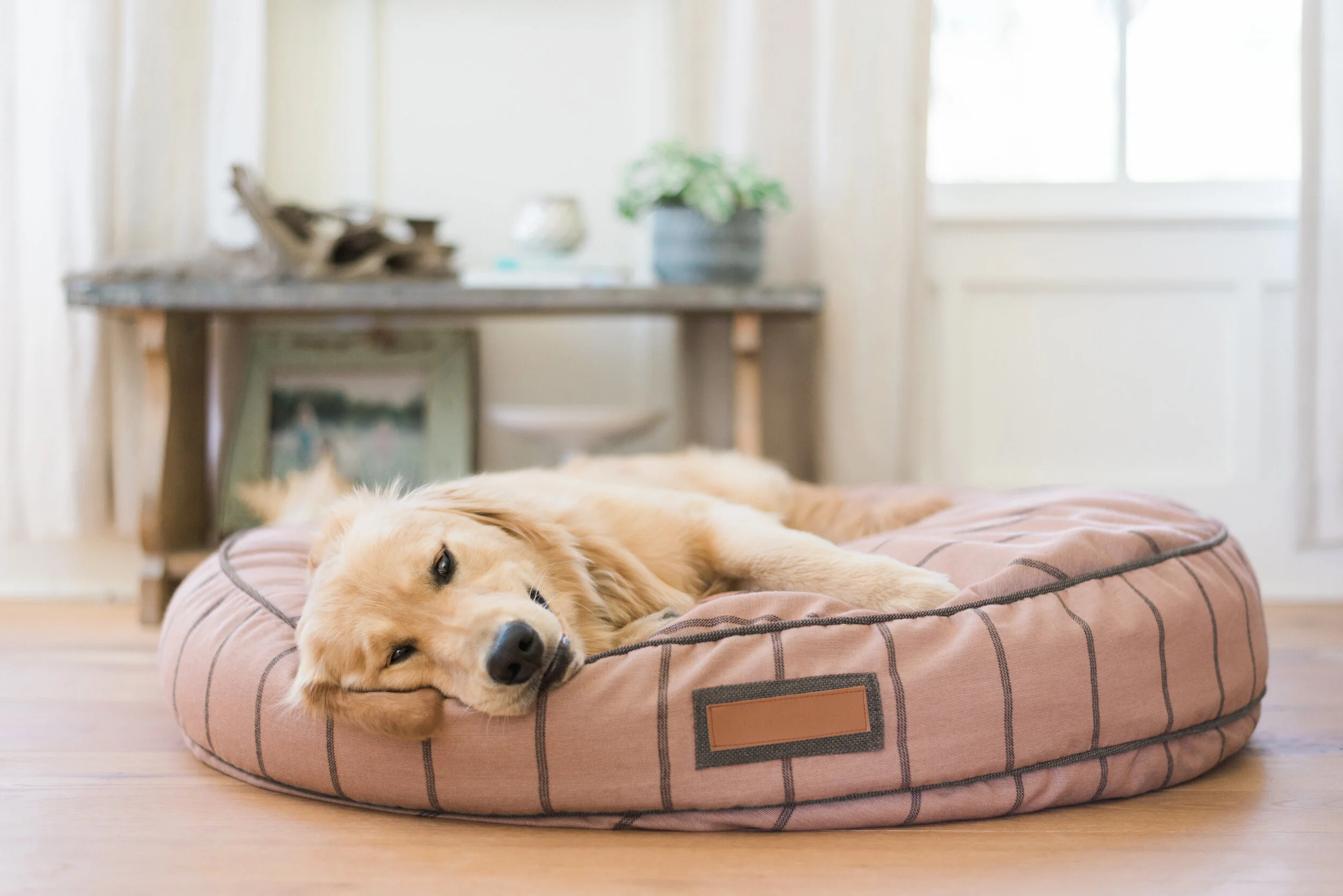 230019-Blushing Basset-The Houndry Pet Beds-3 2.jpg