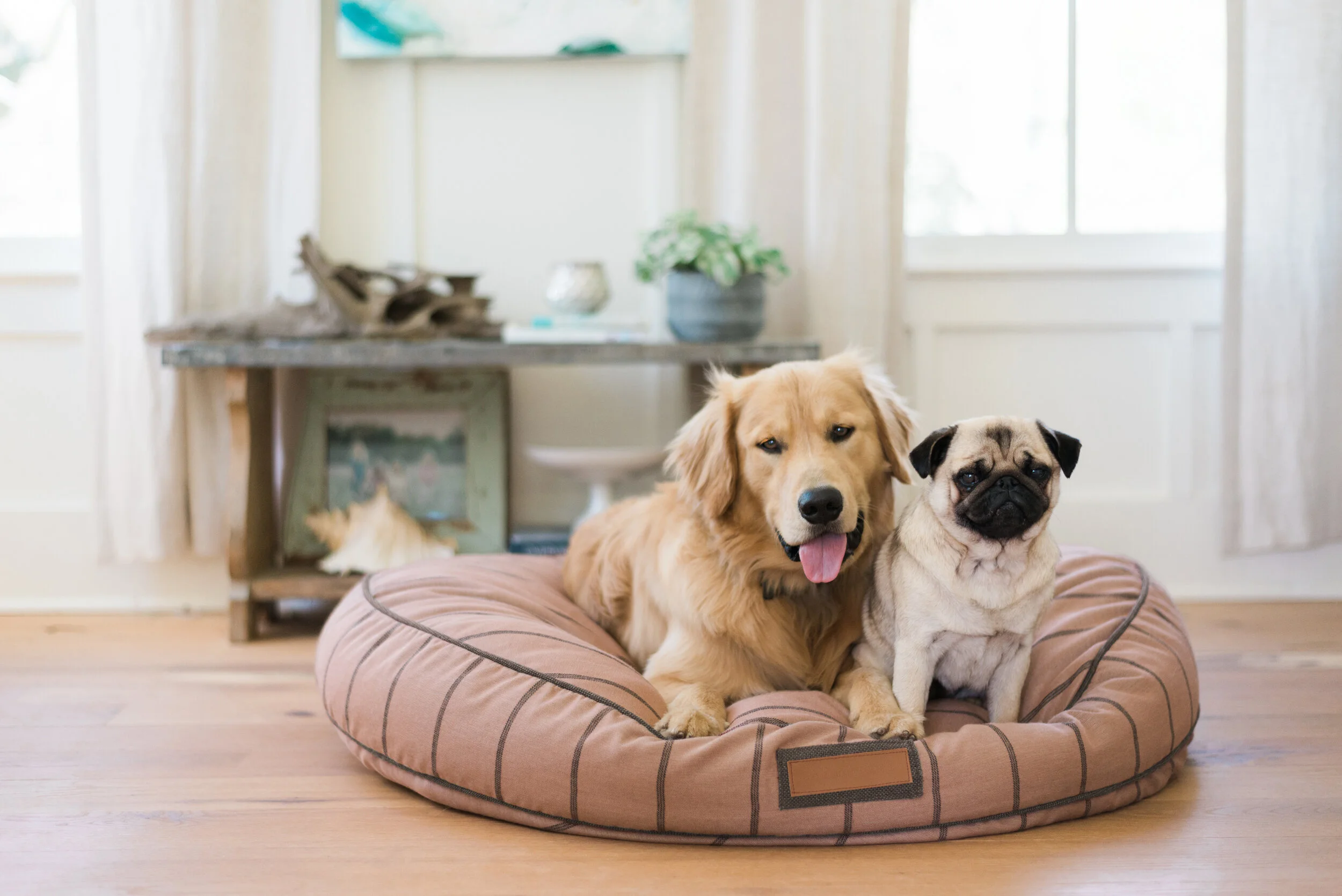 230019-Blushing Basset-The Houndry Pet Beds-1 2.jpg