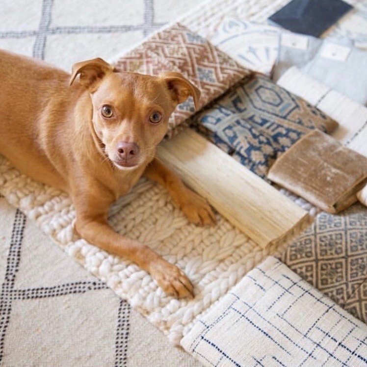 There is nothing we love more than a beautiful mood board and a cute pup 🤍 How sweet is little Hannah from @jdpinteriors