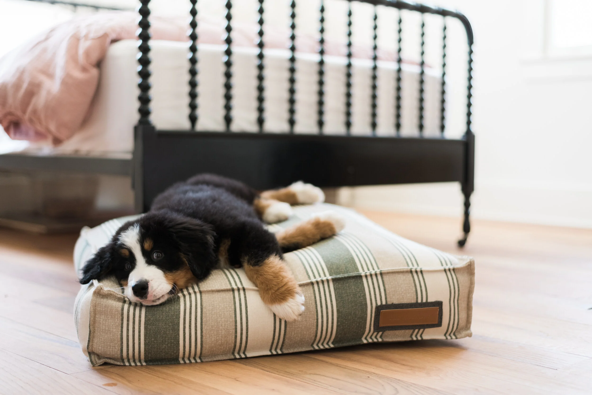 560027-Sage Schnauzer-The Houndry Pet Beds-Silos-3.jpg