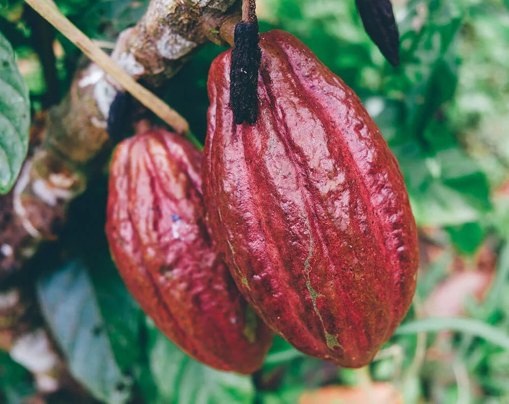 CACAO