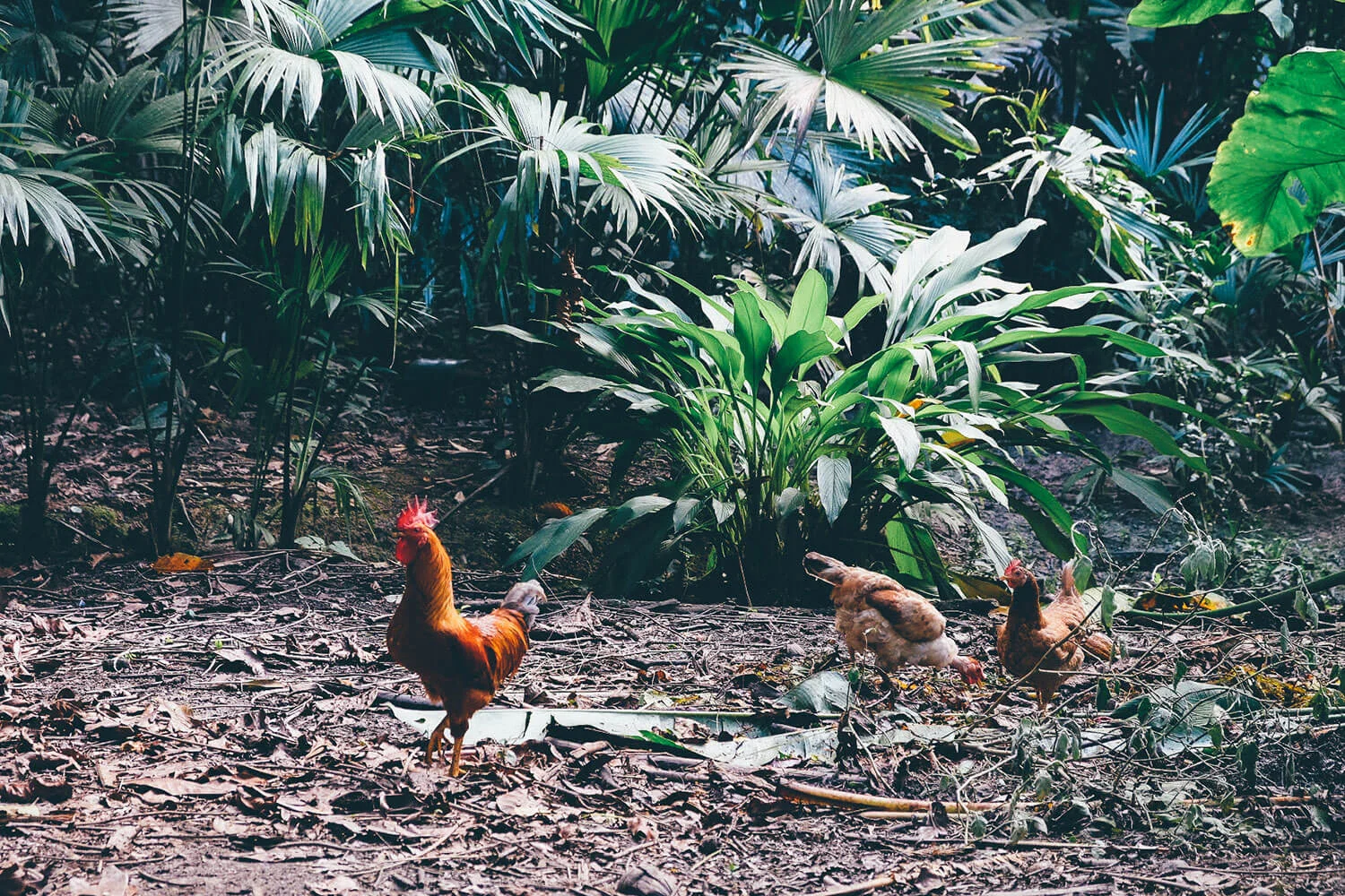 chickens.jpg