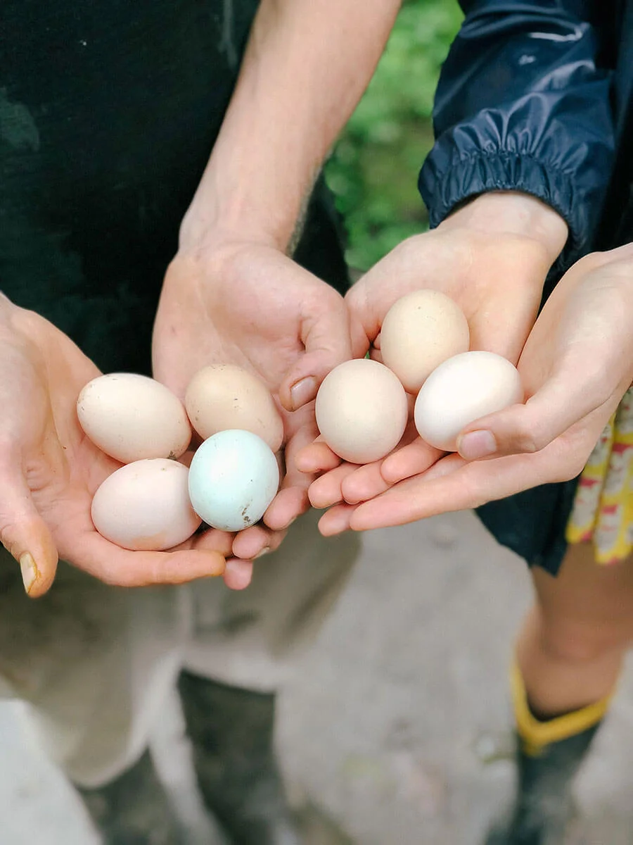 eggs.jpg