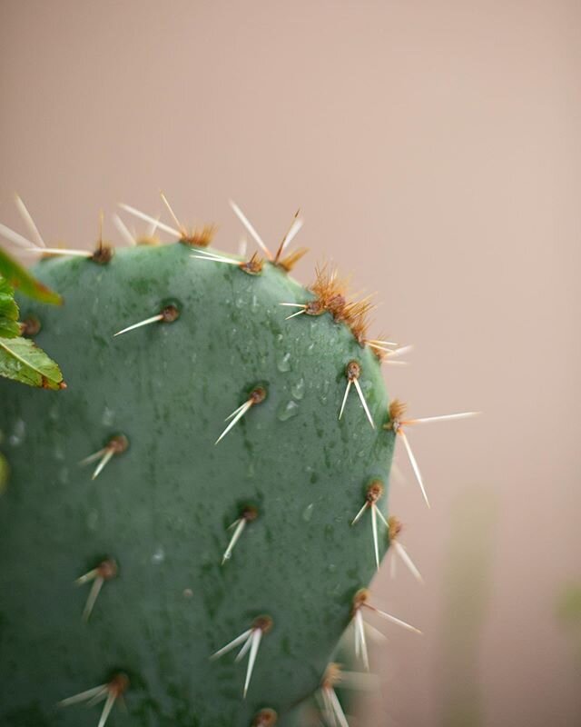 Life sure has gotten a little prickly recently hasn&rsquo;t it?! This new reality is so different from the life we are used to living. I for one, like most other parents, am a new homeschool teacher (not sure how great I&rsquo;m doing but that&rsquo;