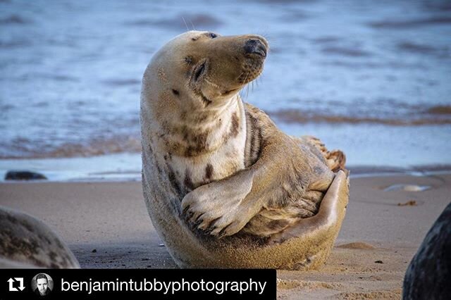 We could all do with a bit more of this in our lives right now. Thanks for tagging #tribenorfolk @benjamintubbyphotography ・・・
Self love Saturday #seal #sealcolony #seals  #norfolk #norfolkcoast #friendsofhorseyseals #horseygapseals #horseygap #seals