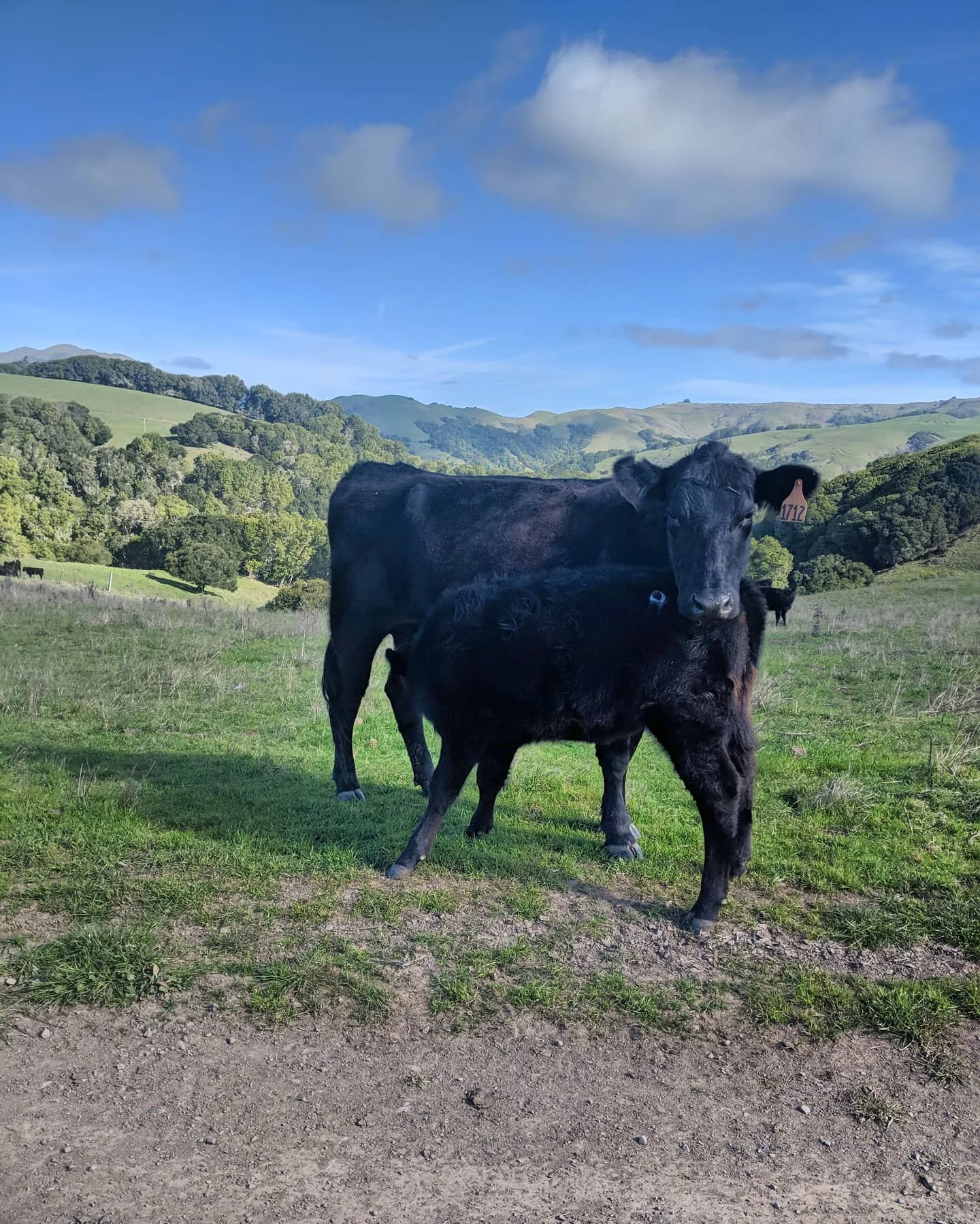 Sunday Stroll
.
#ranchinvets #operationhireavet #servingthosewhohaveservedus #agjobs #agriculture #veterans #californiacatttlemen