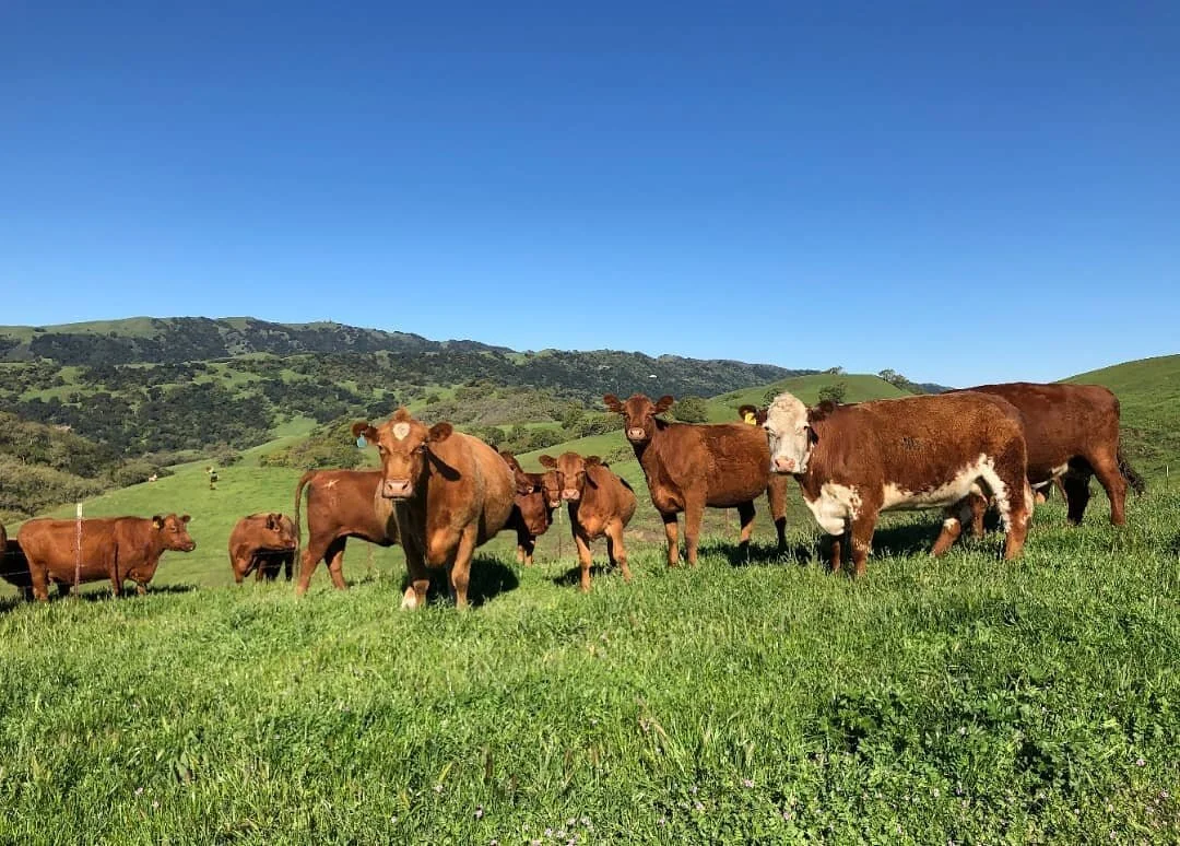 A rancher's work is never done. Thank you to everyone in the agricultural industry who continue to do this important work day in and day out. A veteran shared this photo with us today and in the midst of these unusual times, it brought us great joy!

