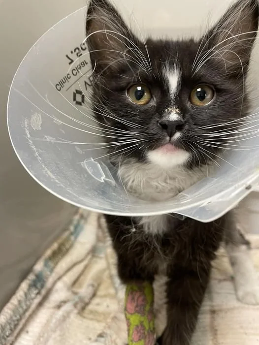 Kitten a New Lease on Life