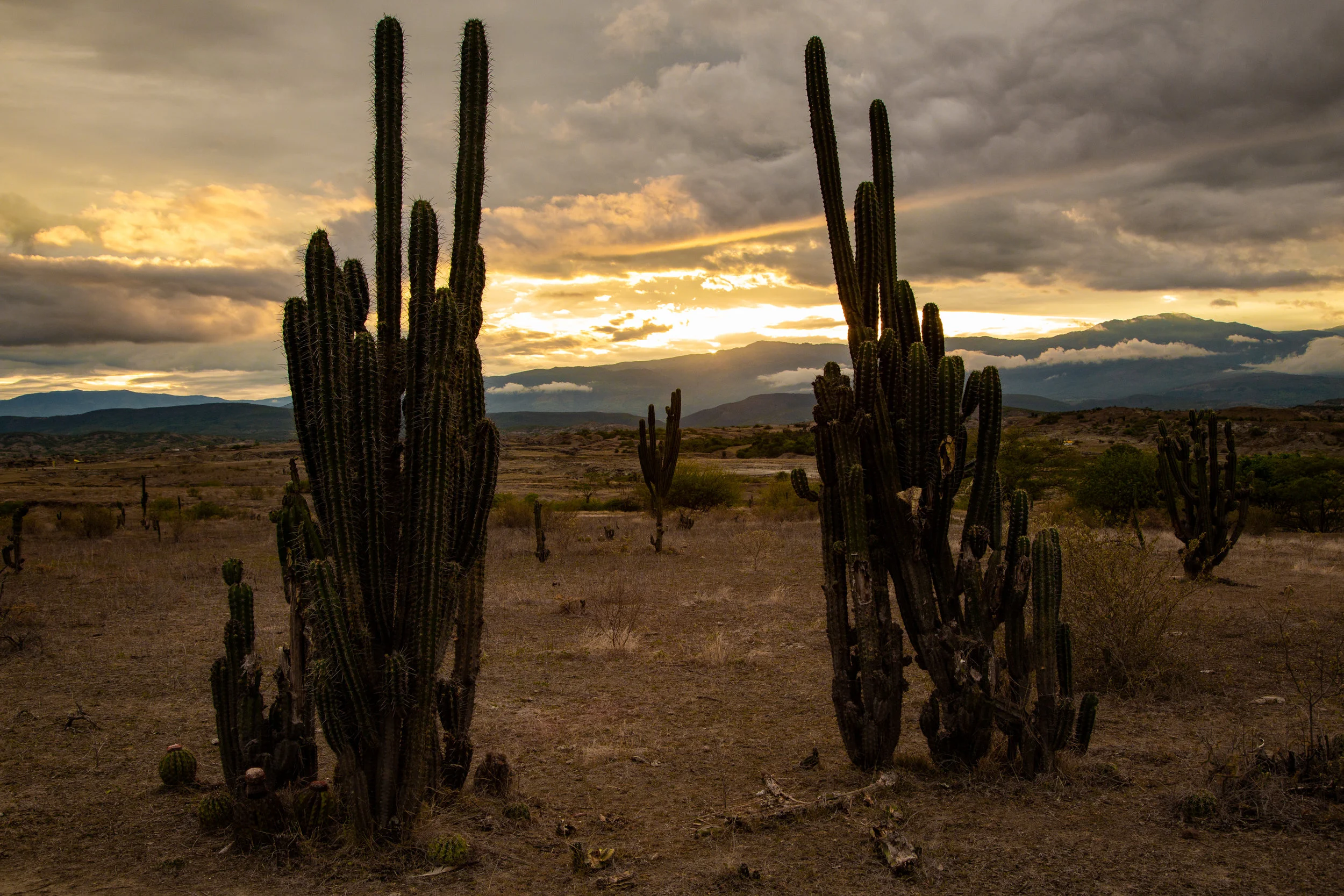 Cactus en el atardecer