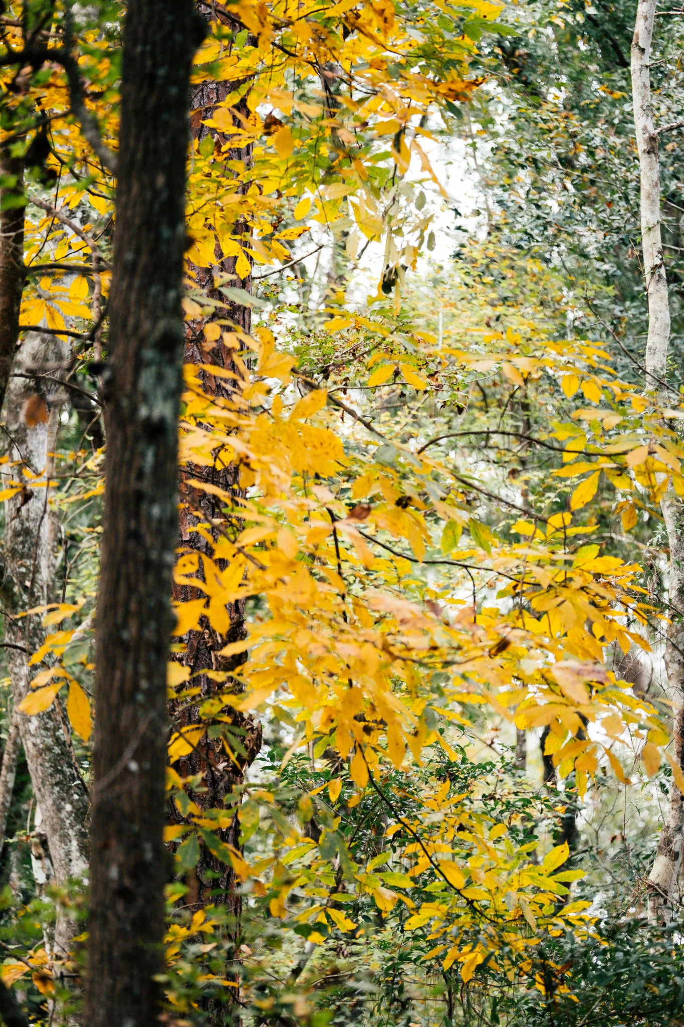Hogtown Creek-9.jpg