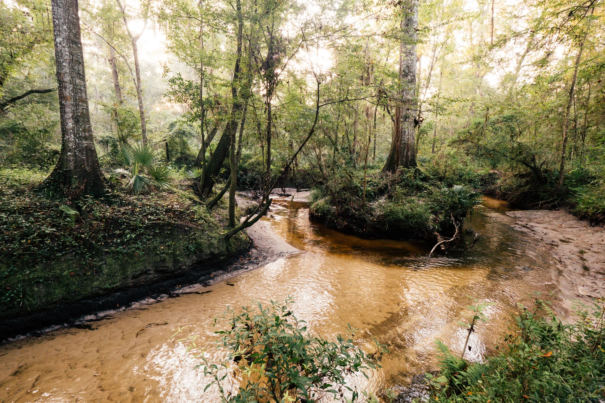 Loblolly-8-2.jpg