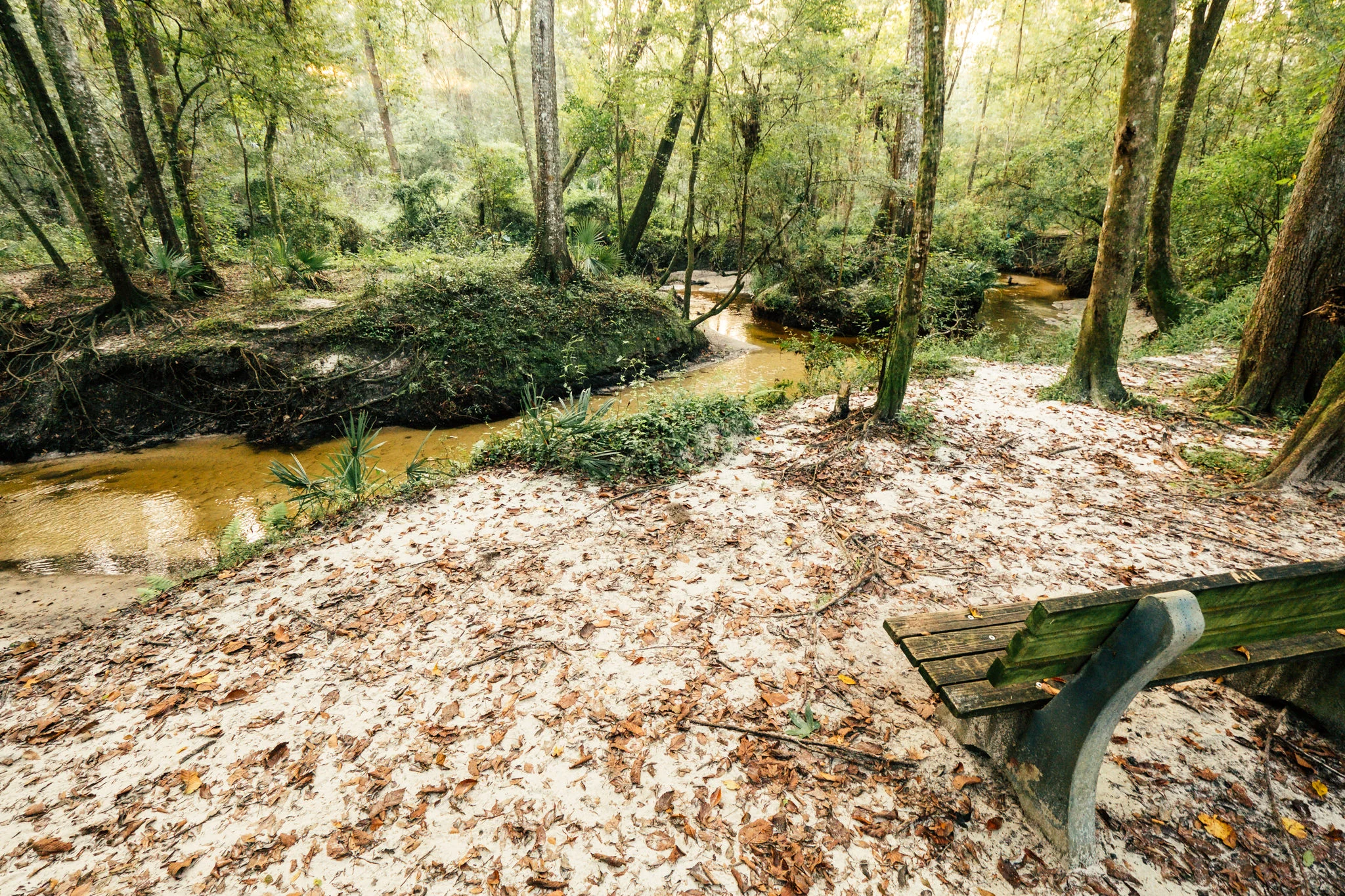 Loblolly-7.jpg