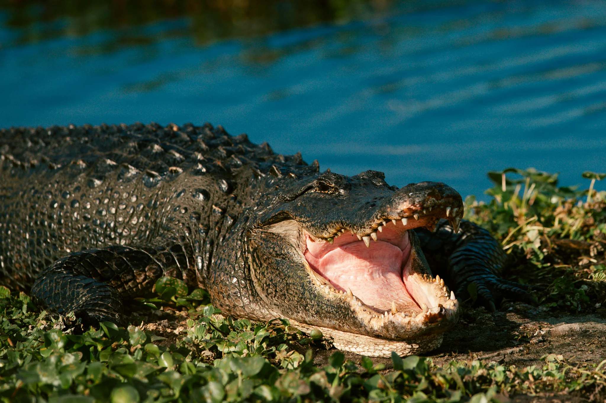 Wildlife-1-2.jpg