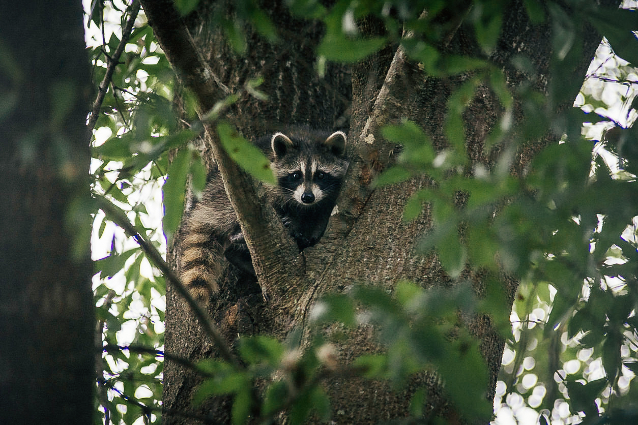 Raccoon-Kit-hiding-in-a-tree-517191692_1258x838.jpg