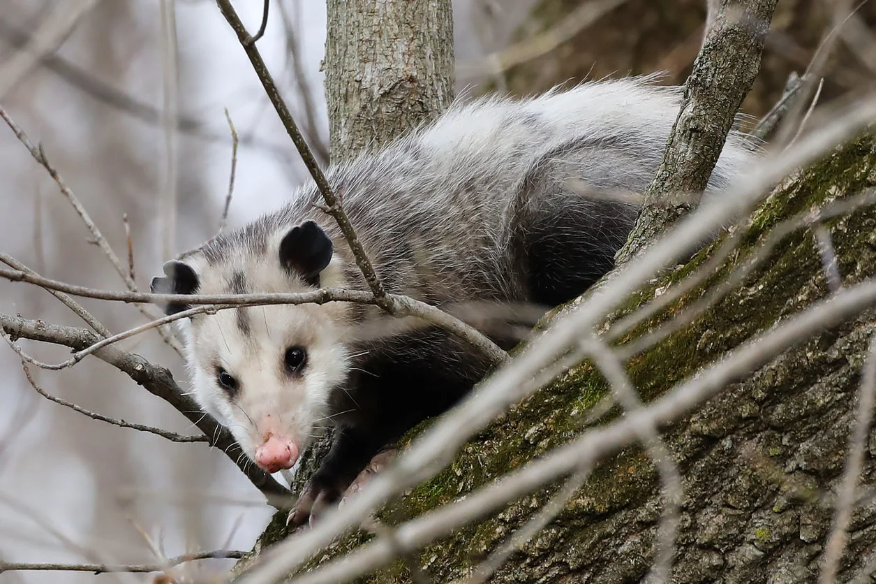 Possum.jpg